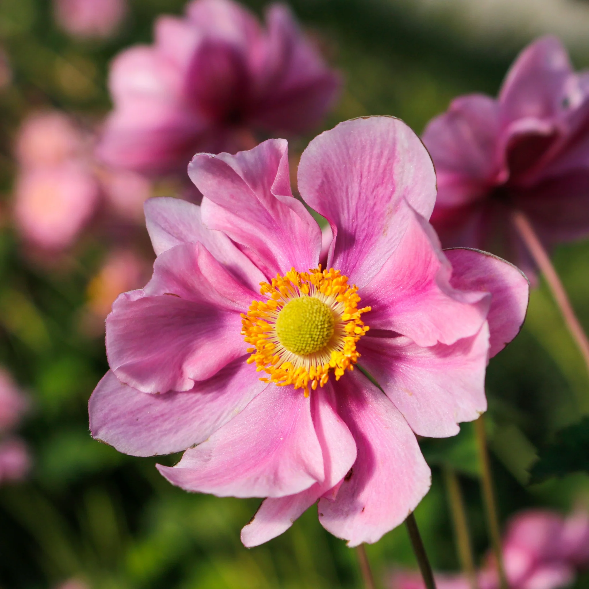 Chloe's Colour Mix | 5 Plants - Image 3
