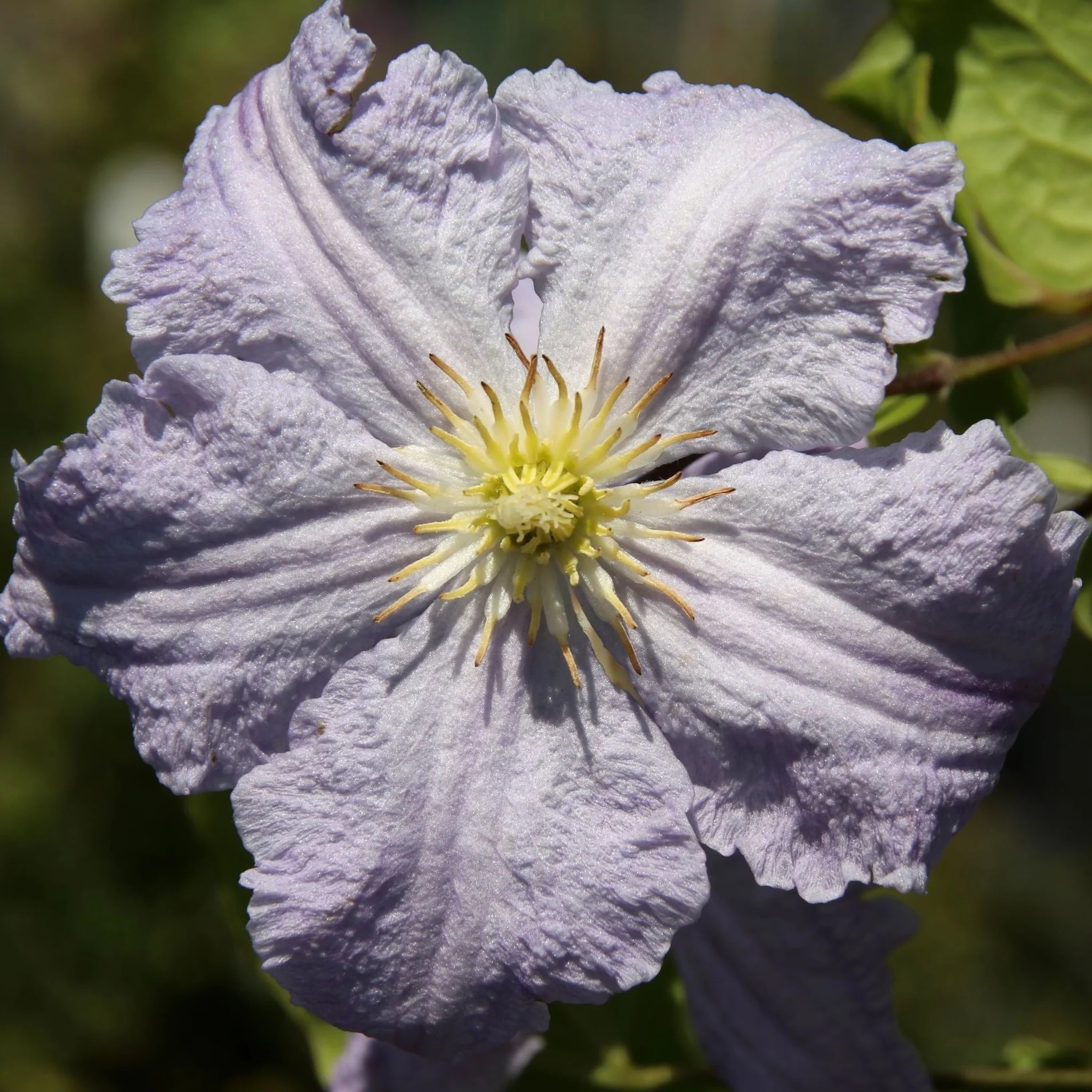 Clematis 'Blue Angel' 60cm - Image 2
