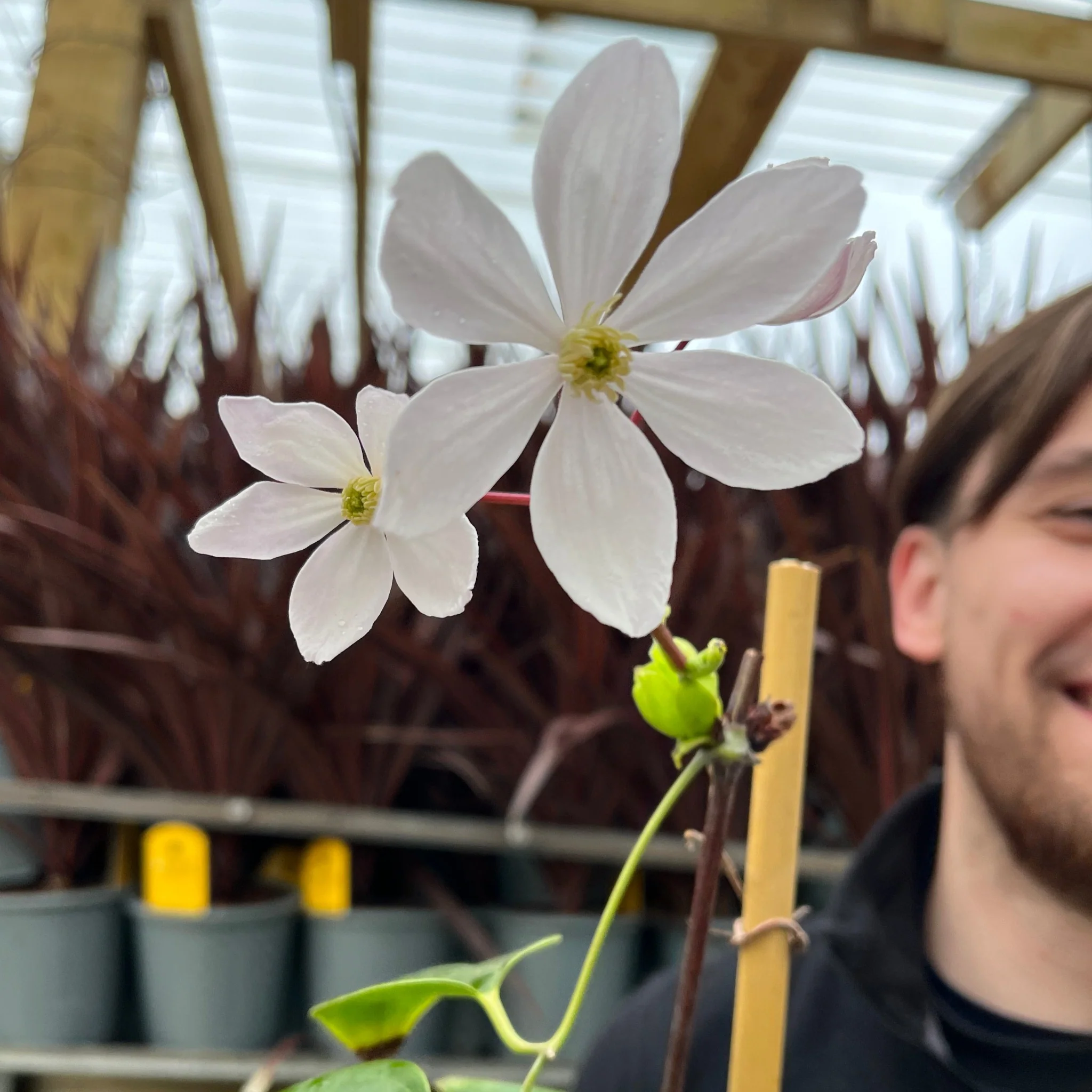 Clematis armandii - Apple Blossom 100cm (Evergreen and Fragrant) - Image 2