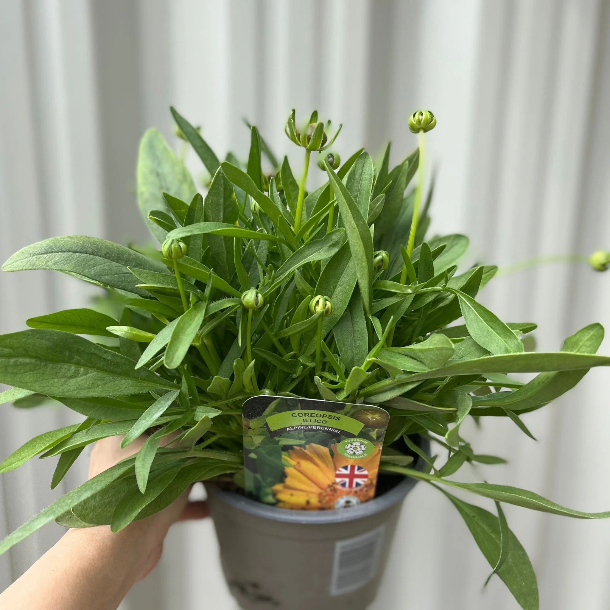 Coreopsis grandiflora 'Illico' 9cm/1.5L - Image 3