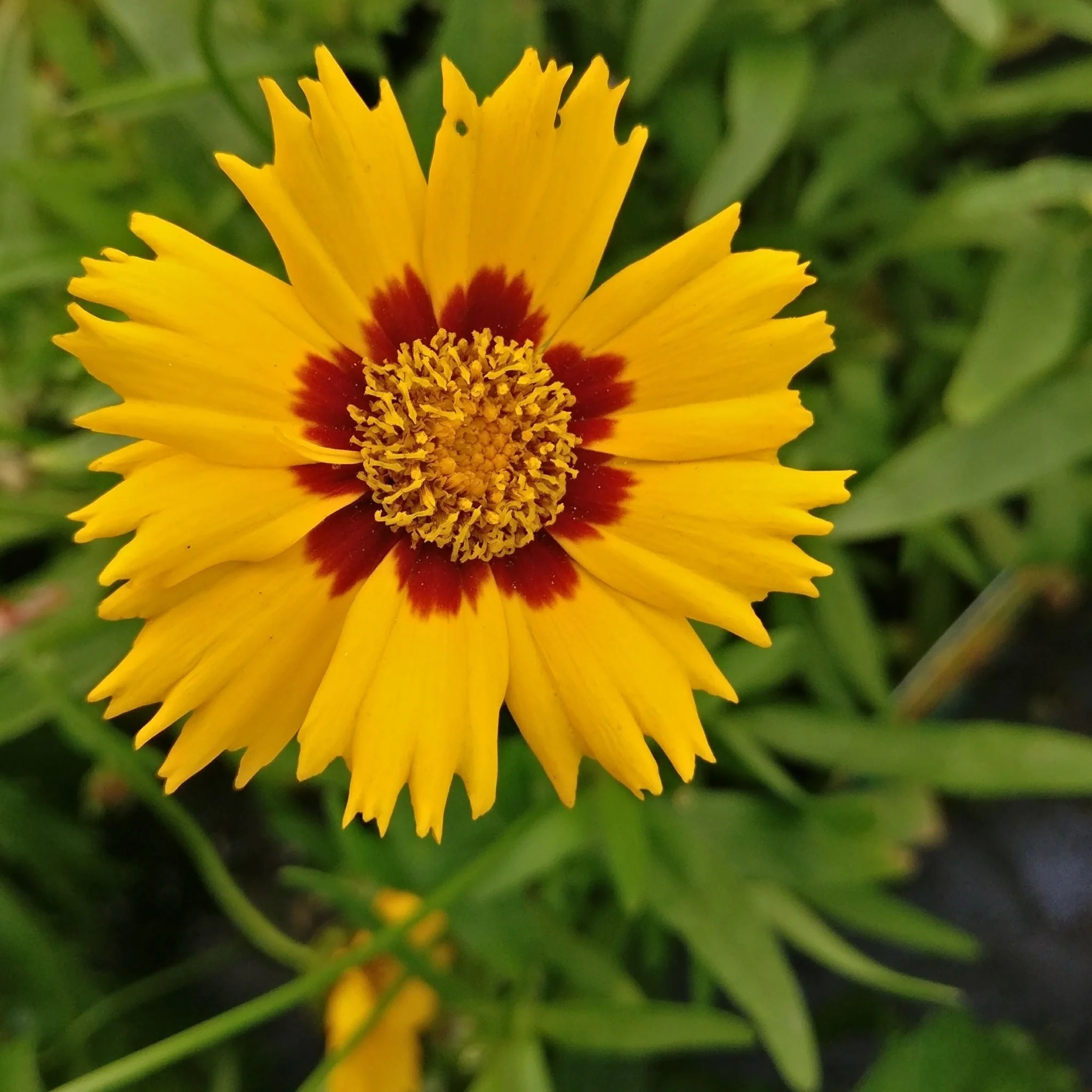Coreopsis grandiflora Sunfire 9cm/1.5L - Image 2