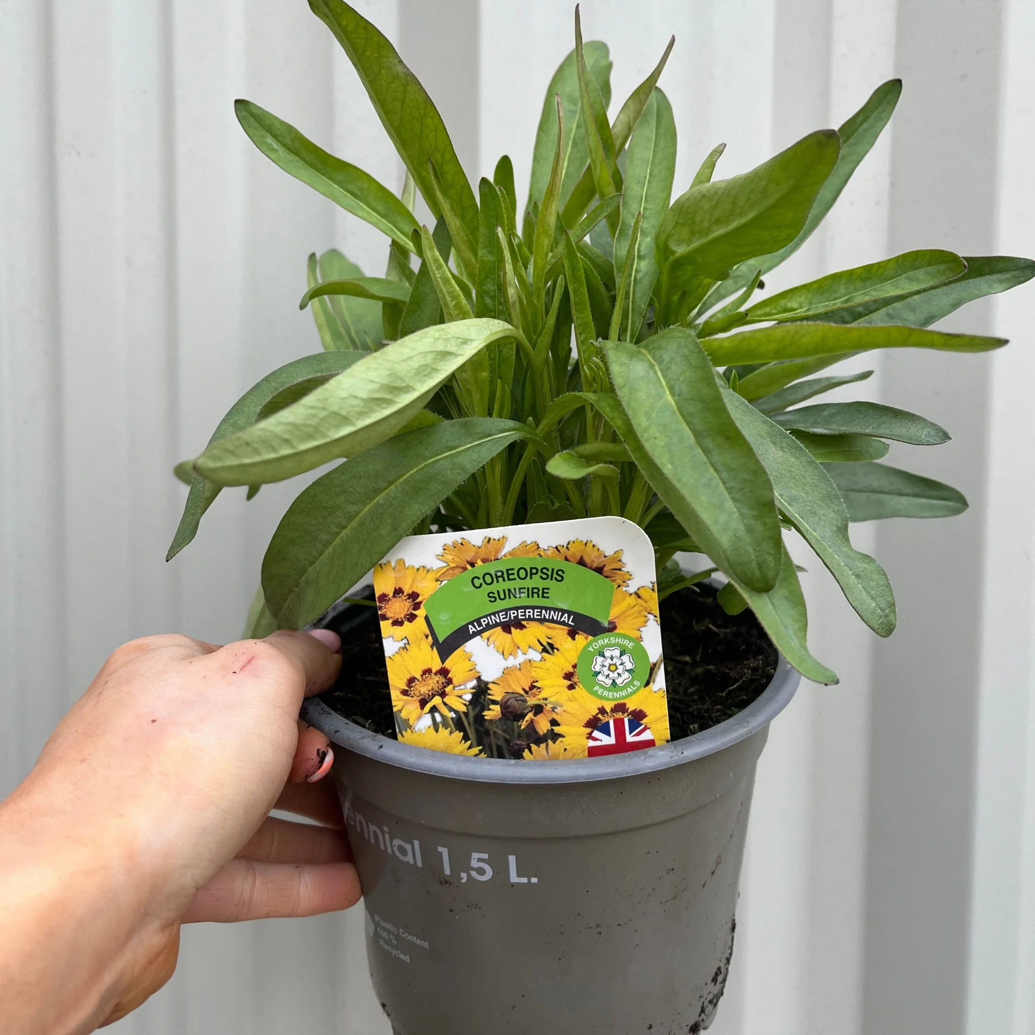 Coreopsis grandiflora Sunfire 9cm/1.5L - Image 3
