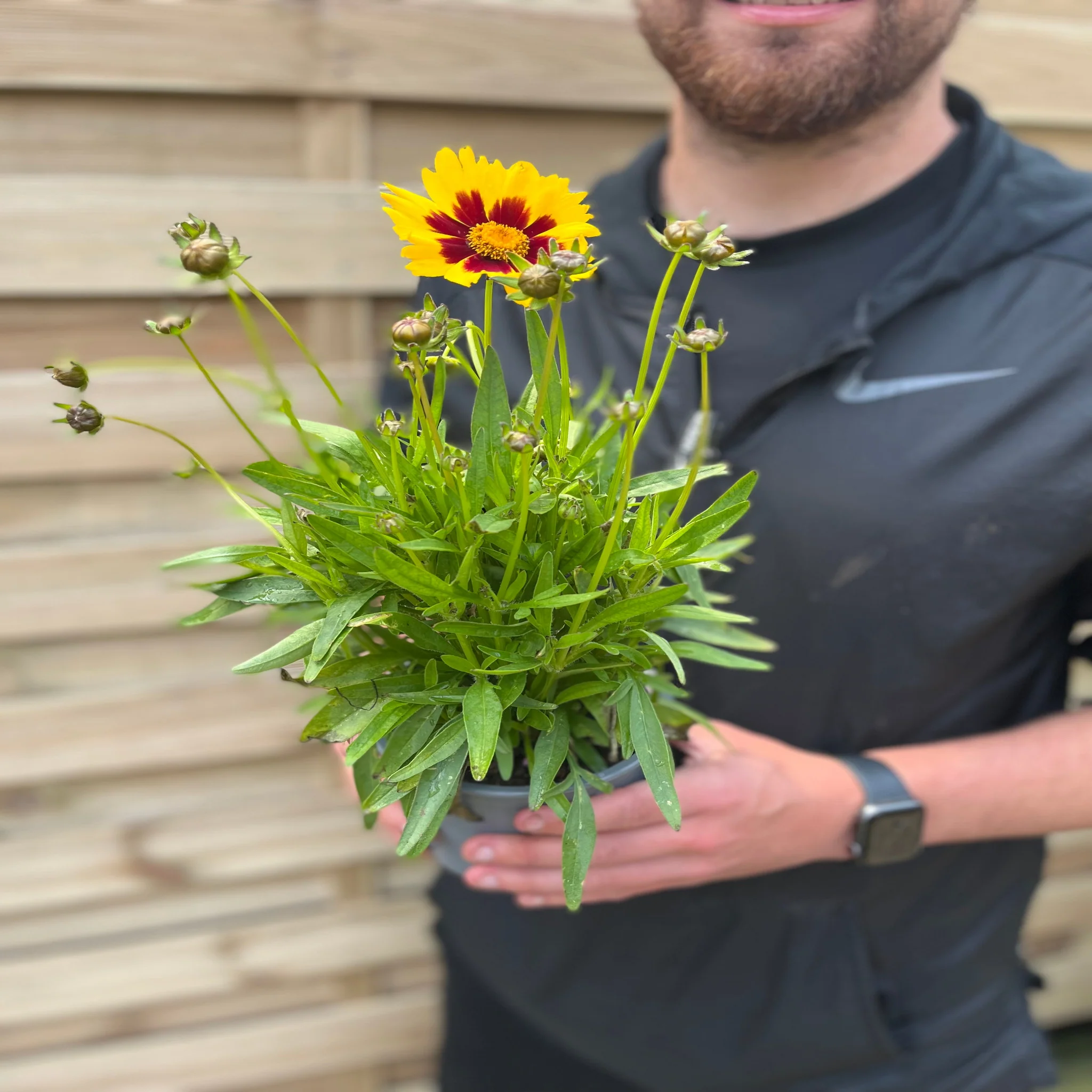 Coreopsis Sunkiss 9cm/1.5L - Image 2
