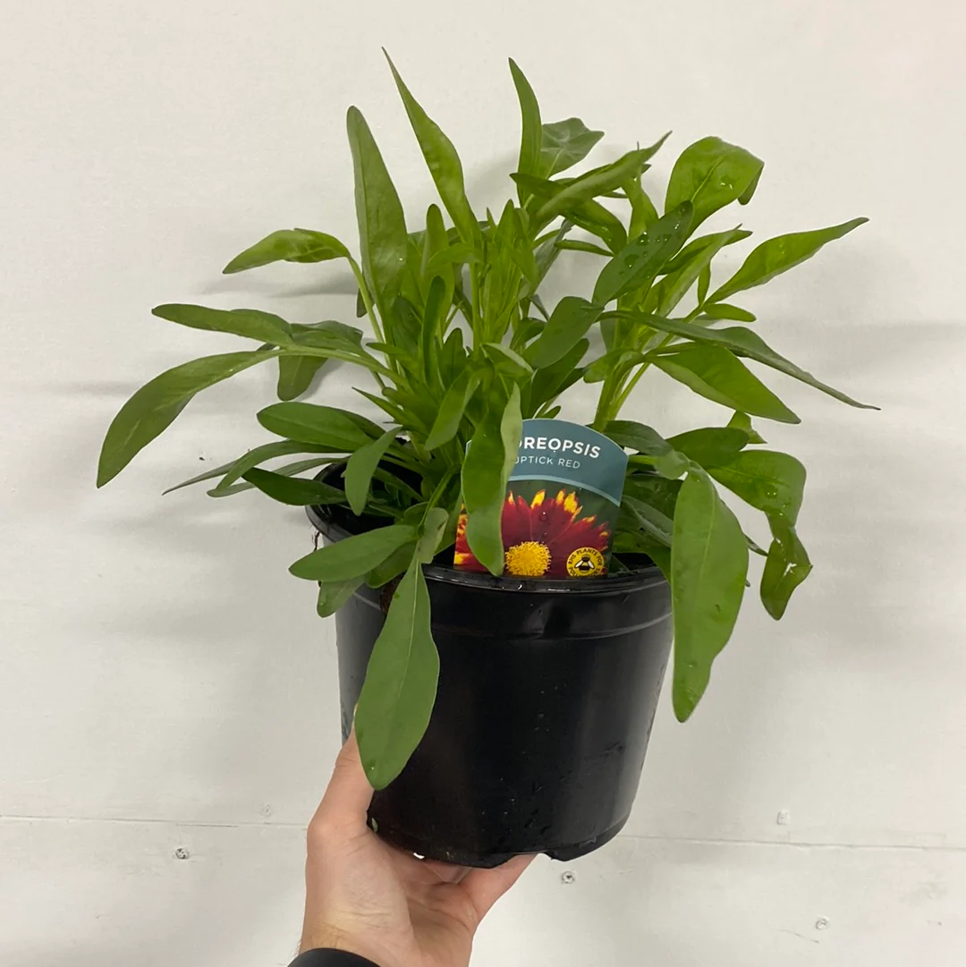 Coreopsis - Uptick Red 3L - Image 2