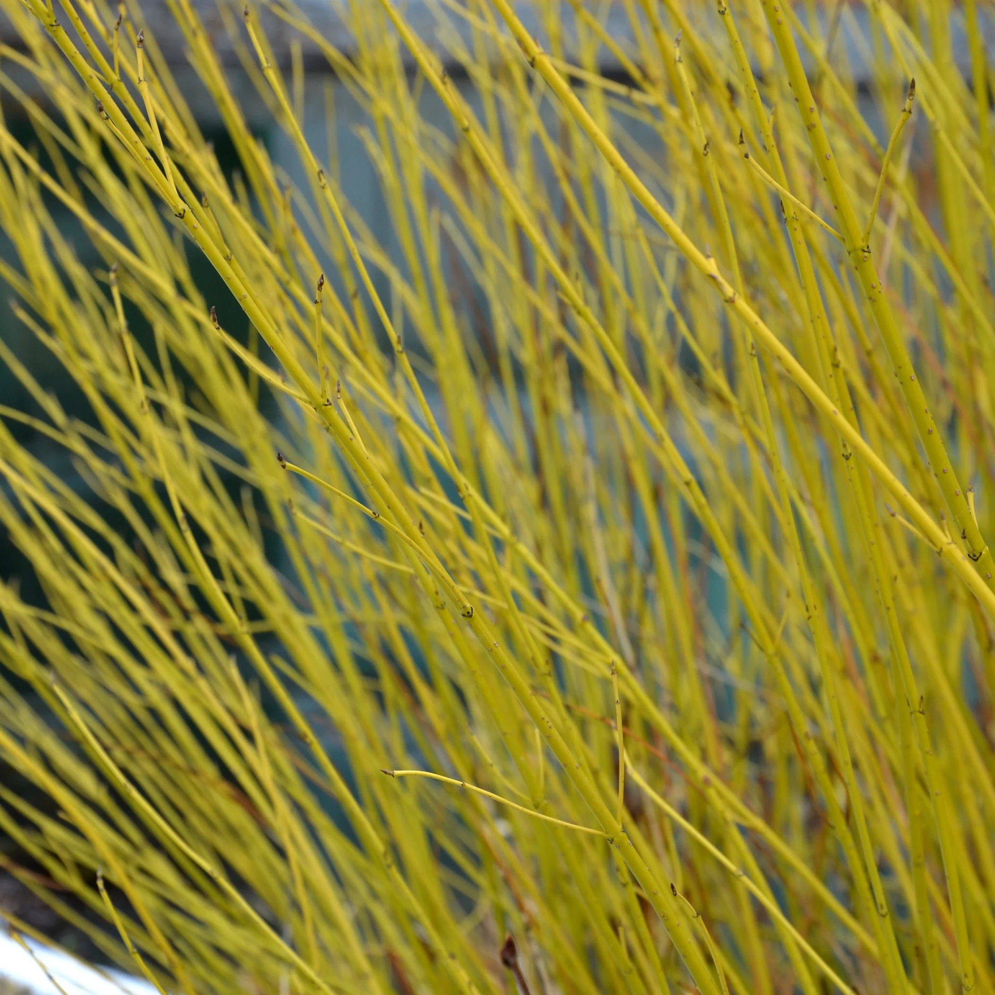 Cornus stolonifera flaviramea - Yellow Dogwood 1L / 2L - Image 3