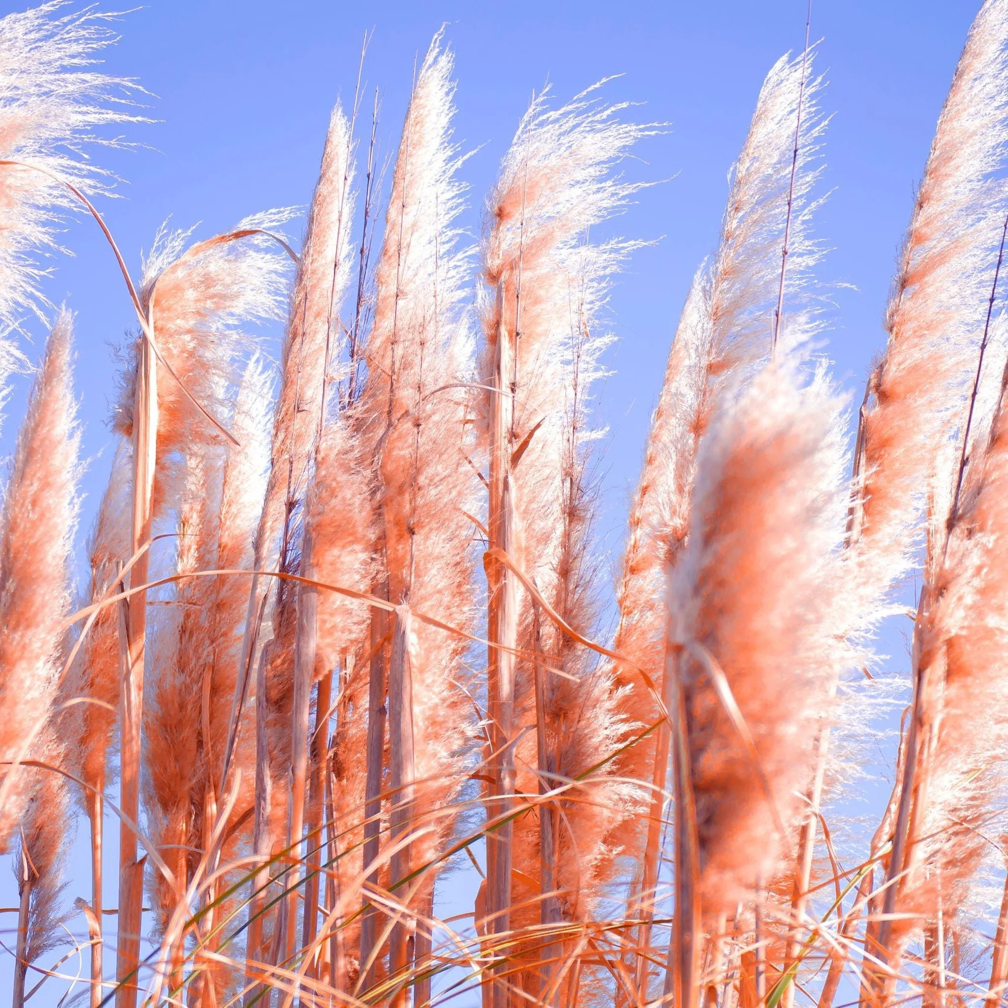 Cortaderia selloana Pink Pampas Grass 9cm/1L/2L/4L - Image 3