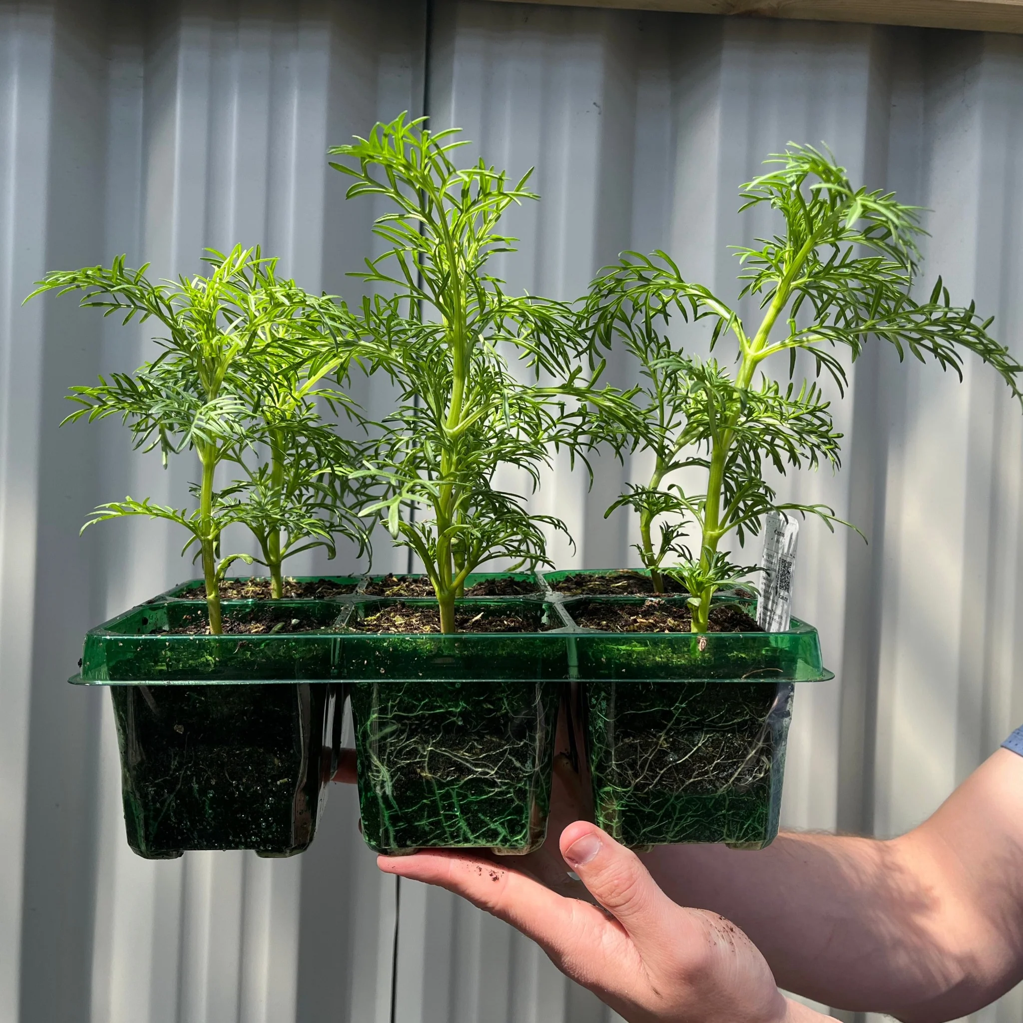 Cosmos Tray | Tray of 6 Mixed Plants - Image 2