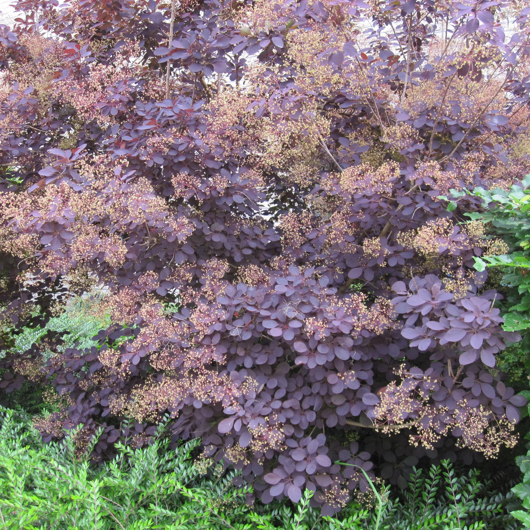 Cotinus cog. 'Royal Purple' 9cm/2L - Image 2