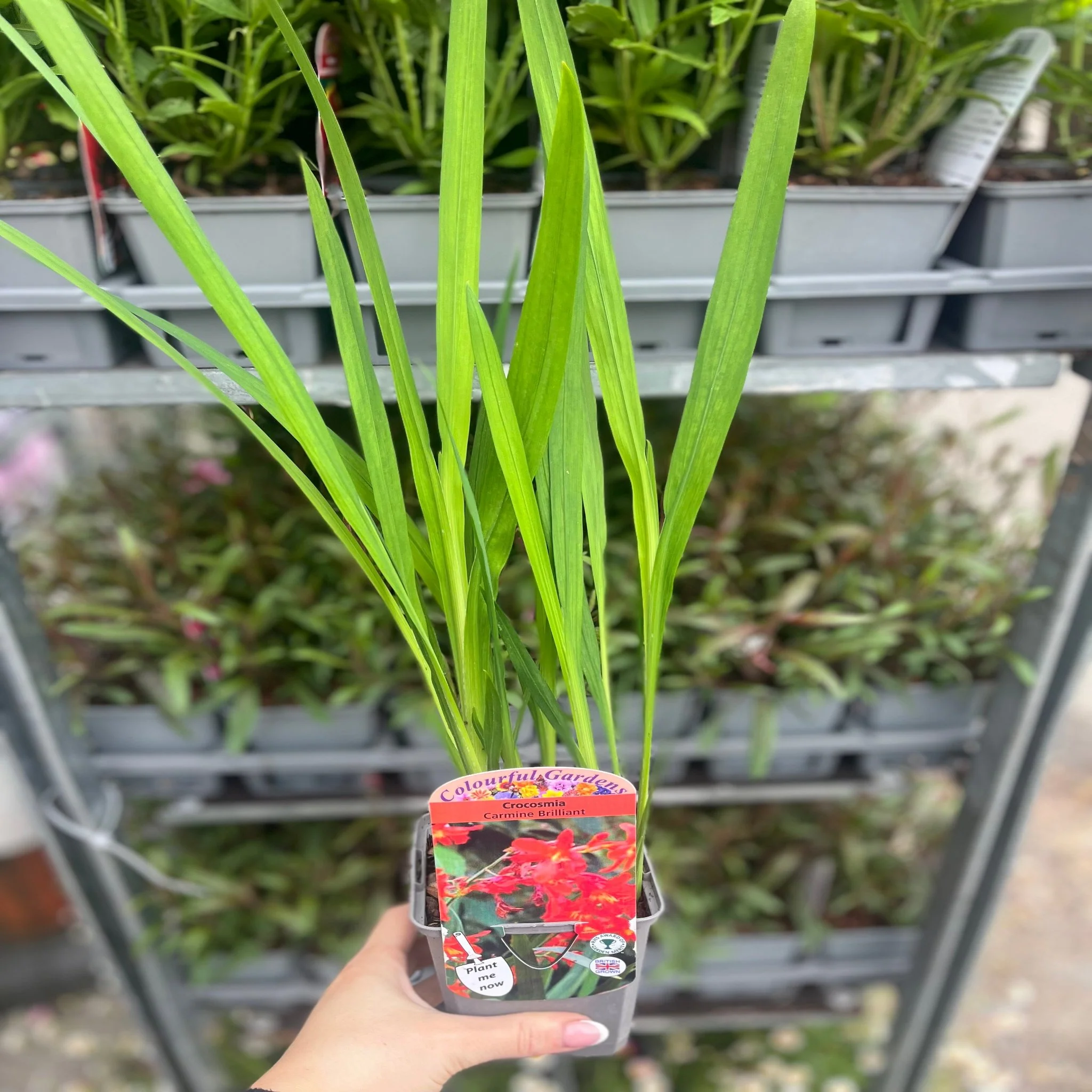 Crocosmia 'Carmine Brilliant' 9cm/2L - Image 3