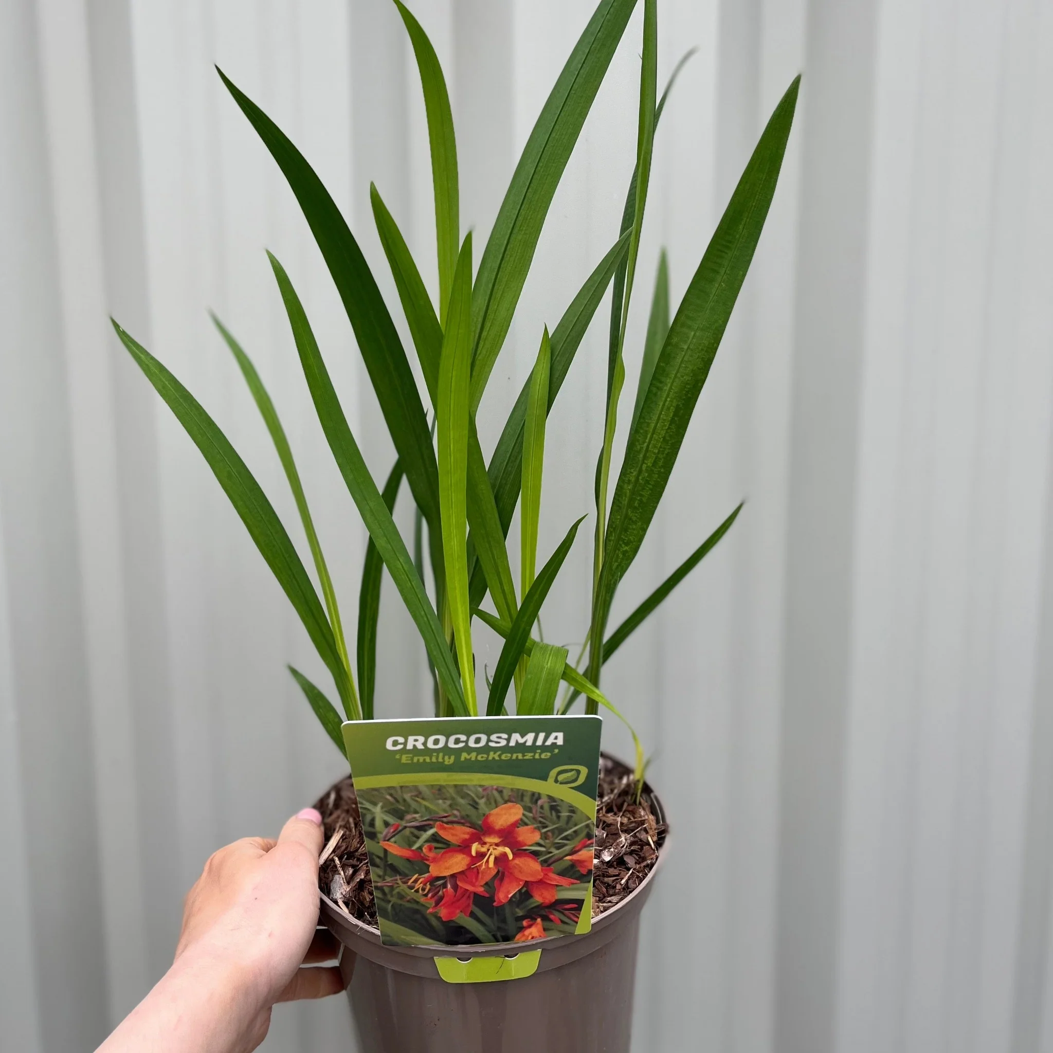 Crocosmia x crocosmiiflora 'Emily Mckenzie' 9cm/2L - Image 4