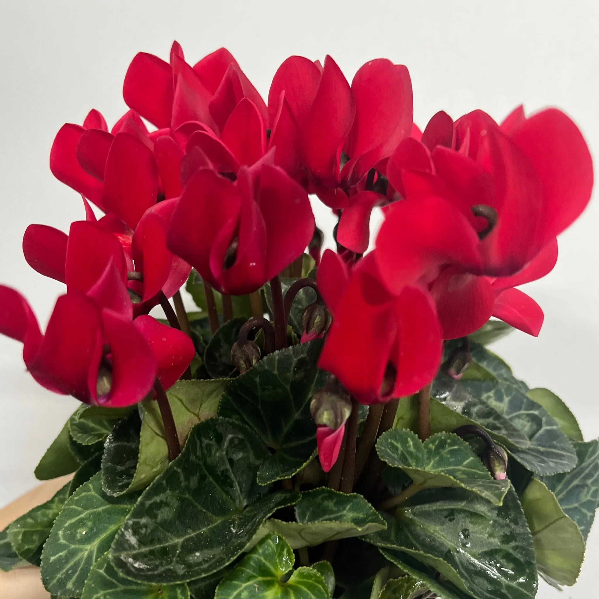 Cyclamen Red (9cm/13cm Pot Size) - Image 2