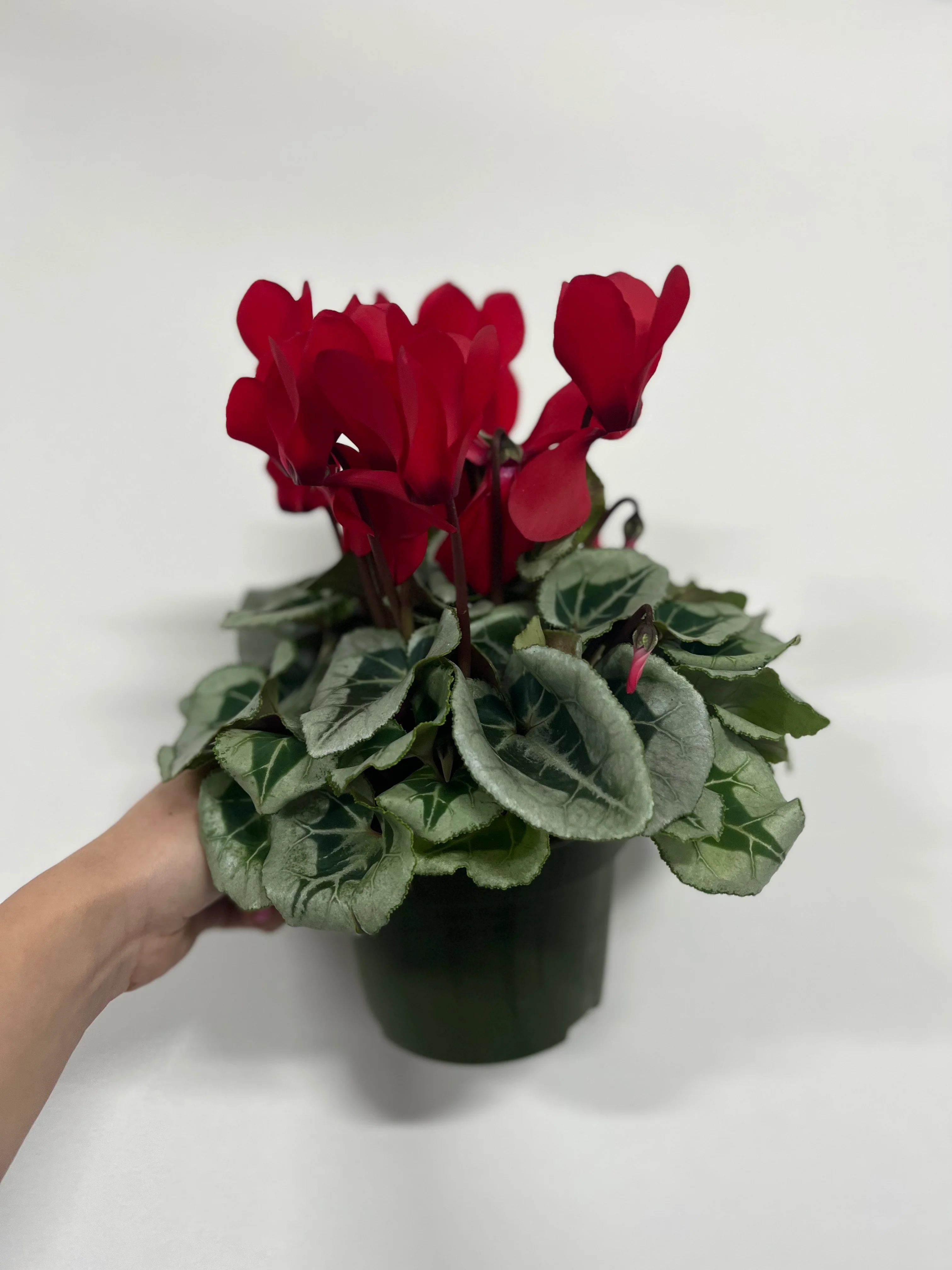 Cyclamen Red (9cm/13cm Pot Size) - Image 3