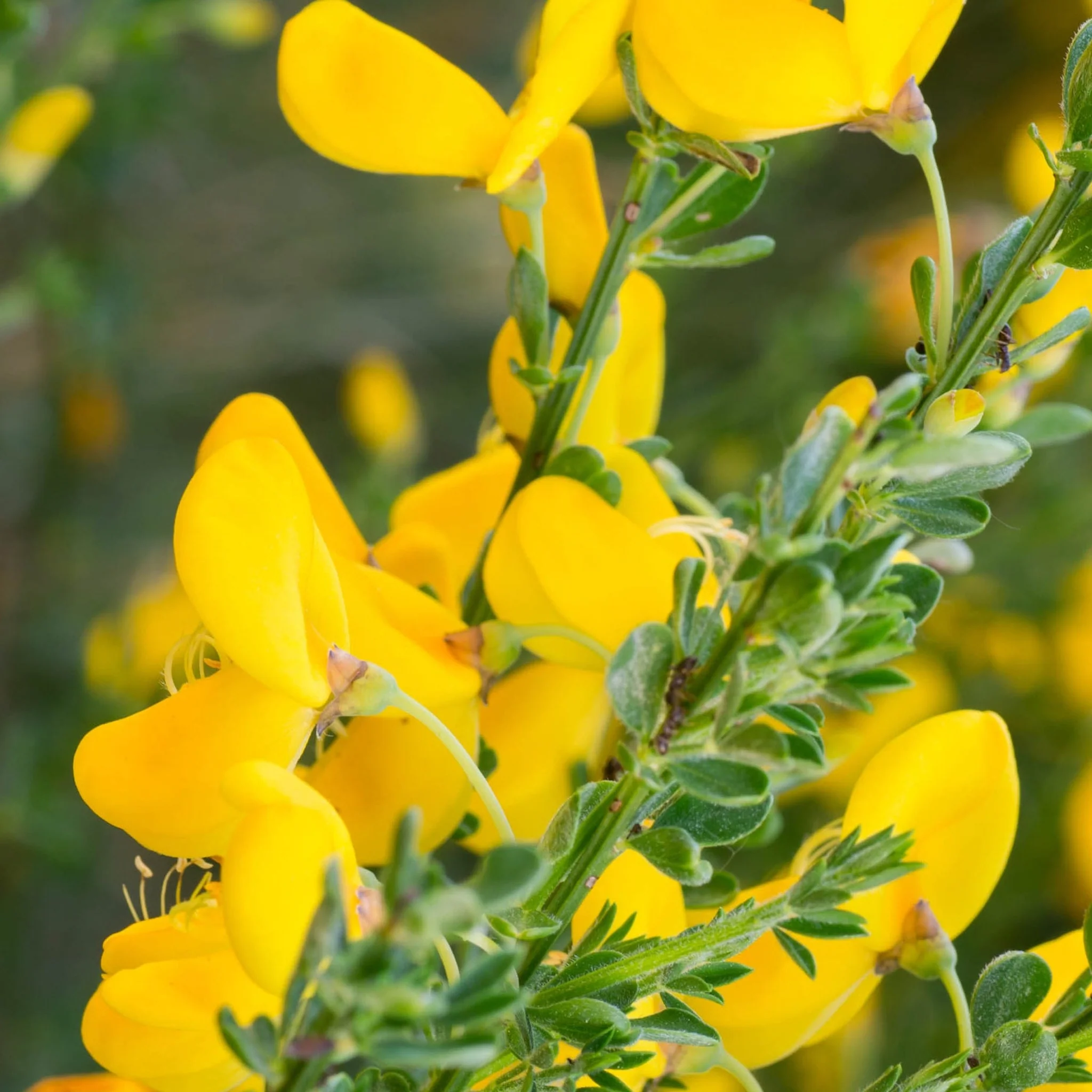 Cytisus 'Vanesse' 1L / 2L - Image 2