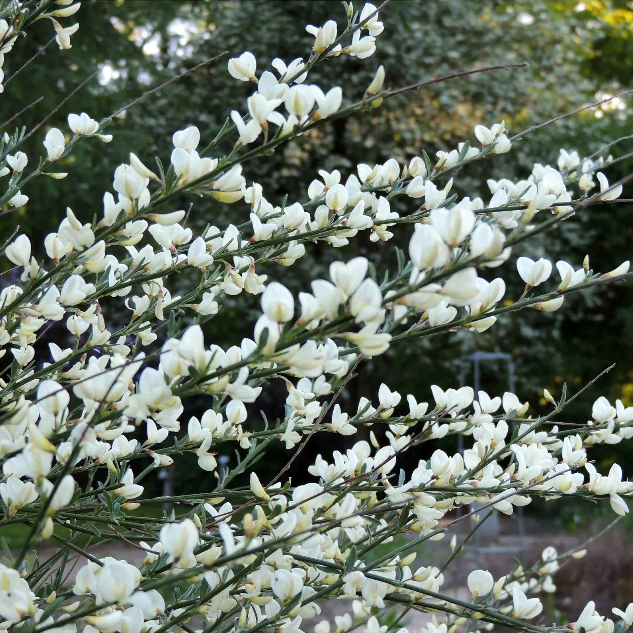 Cytisus (Broom) - 'White Lion' 1L / 2L