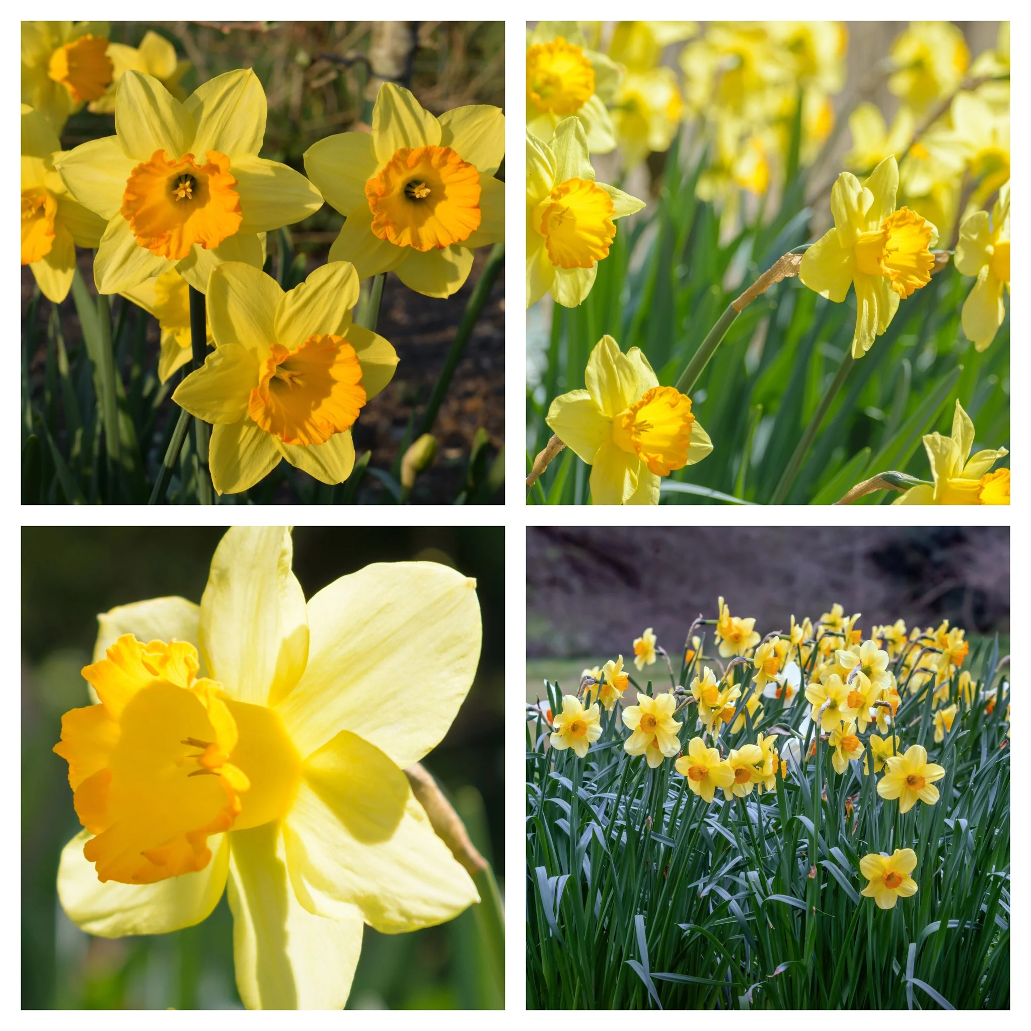 Daffodil 'Fortune' (6 Bulbs) - Image 4