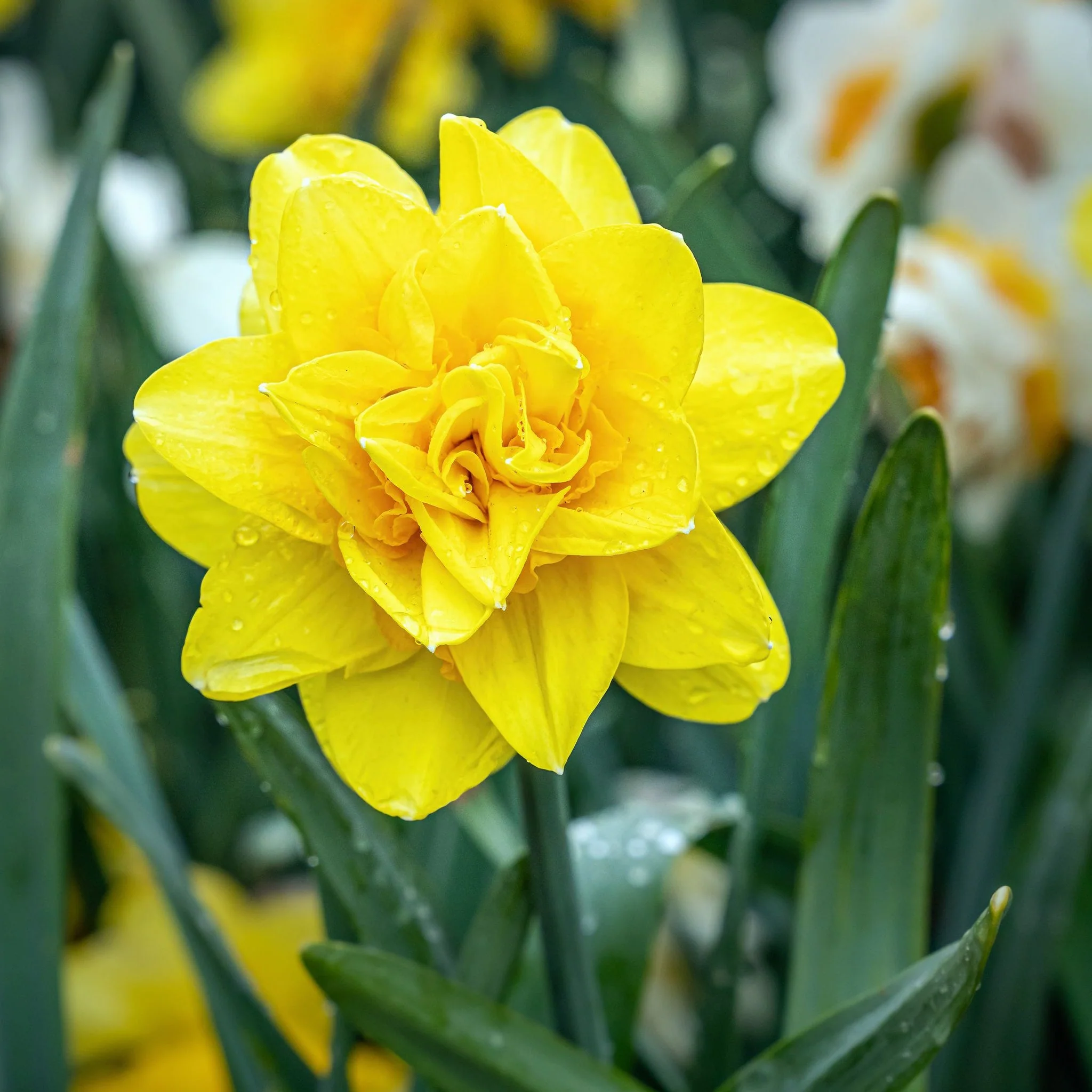 Daffodil 'Golden Ducat' (15 Bulbs) - Image 2