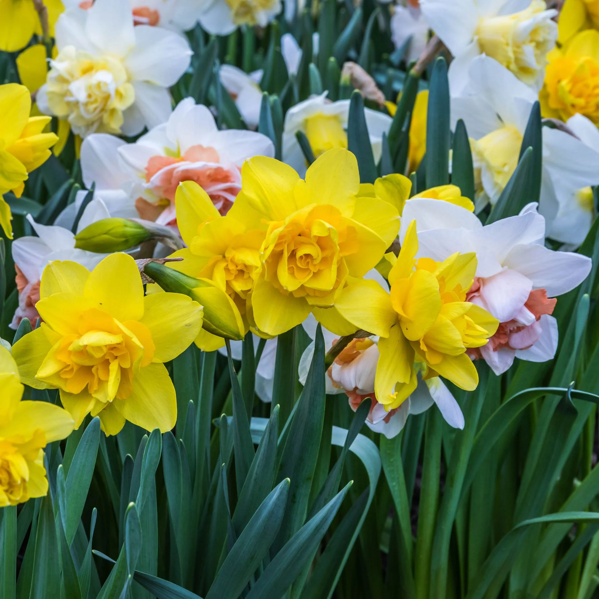 Daffodil Mixed (7 Bulbs) - Image 2