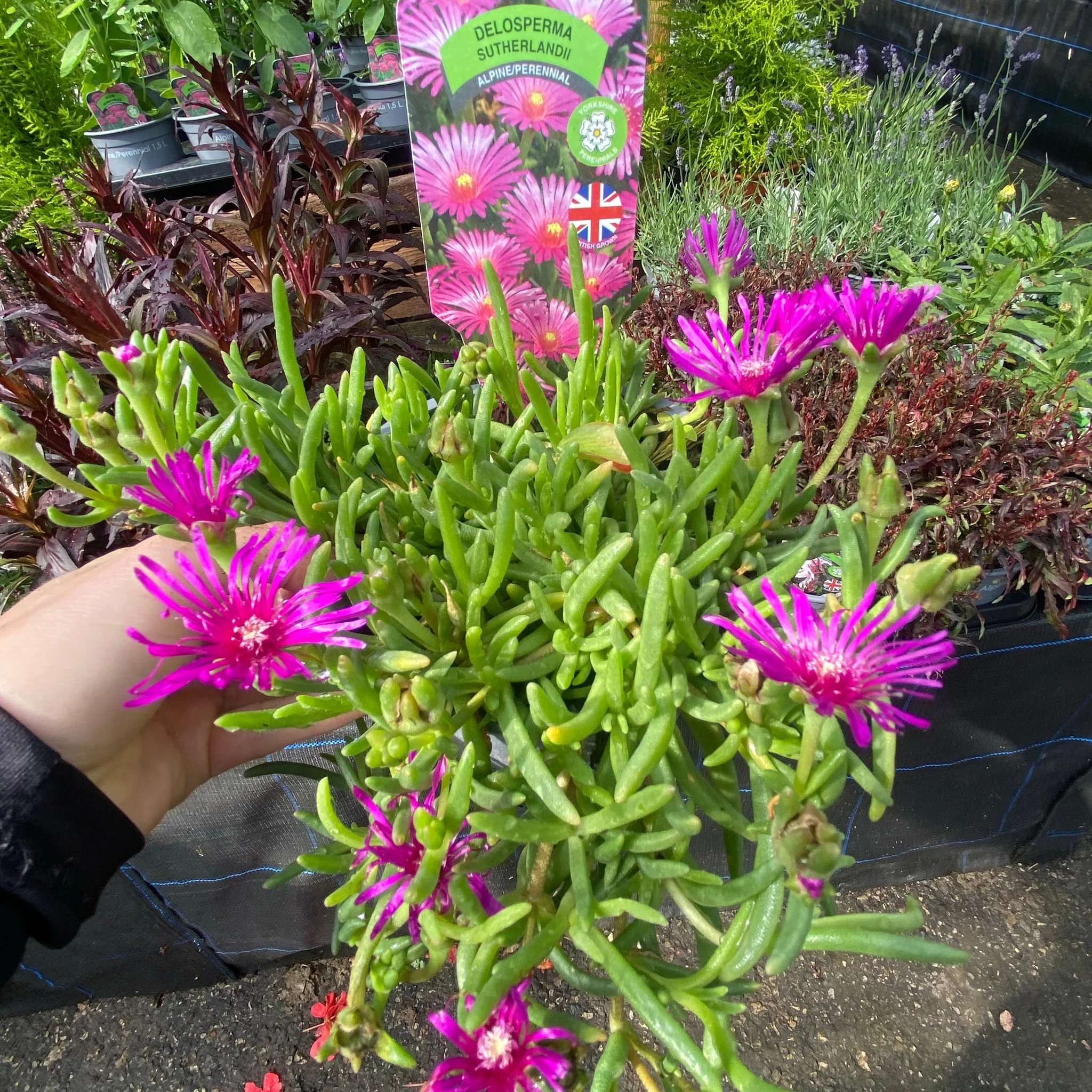Delosperma Cooperi 9cm - Image 2