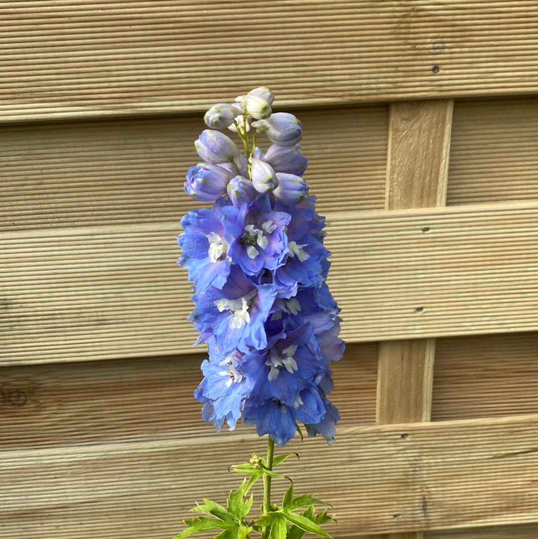 Delphinium 'Magic Fountain Sky Blue' 9cm - Image 4