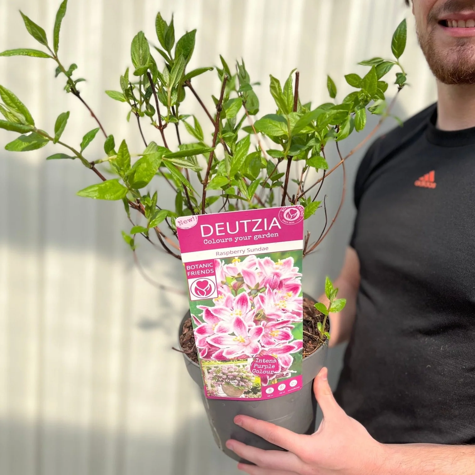 Deutzia 'Raspberry Sundae' 3L - Image 2