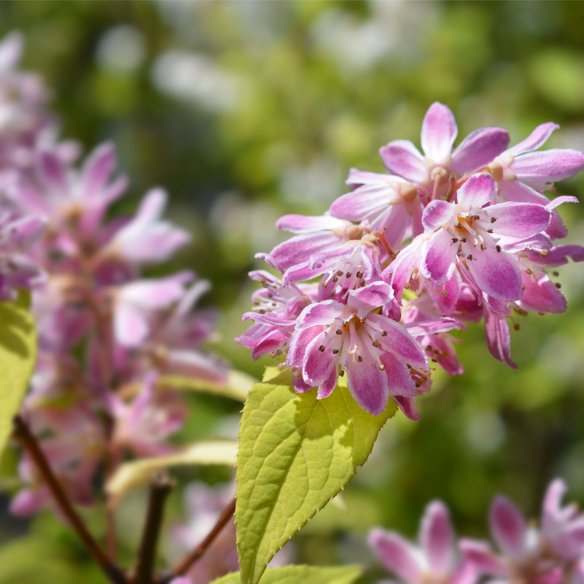 Deutzia x hybrid 'Strawberry Fields' 3L - Image 2