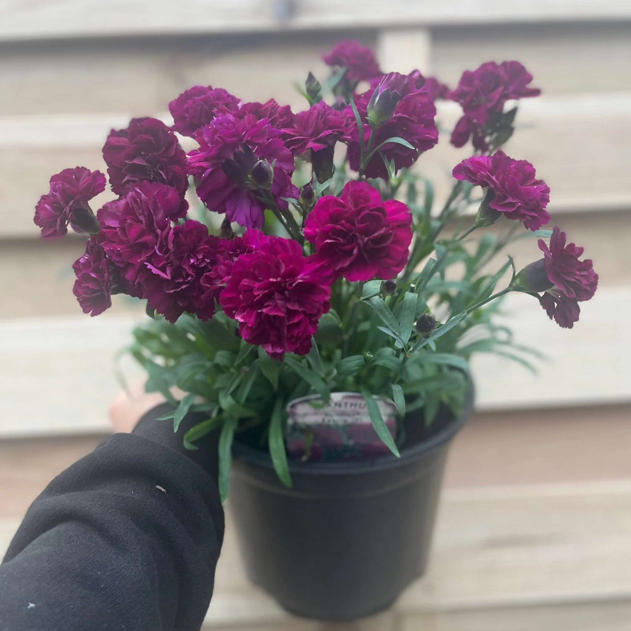 Dianthus 'Beetle' 3L