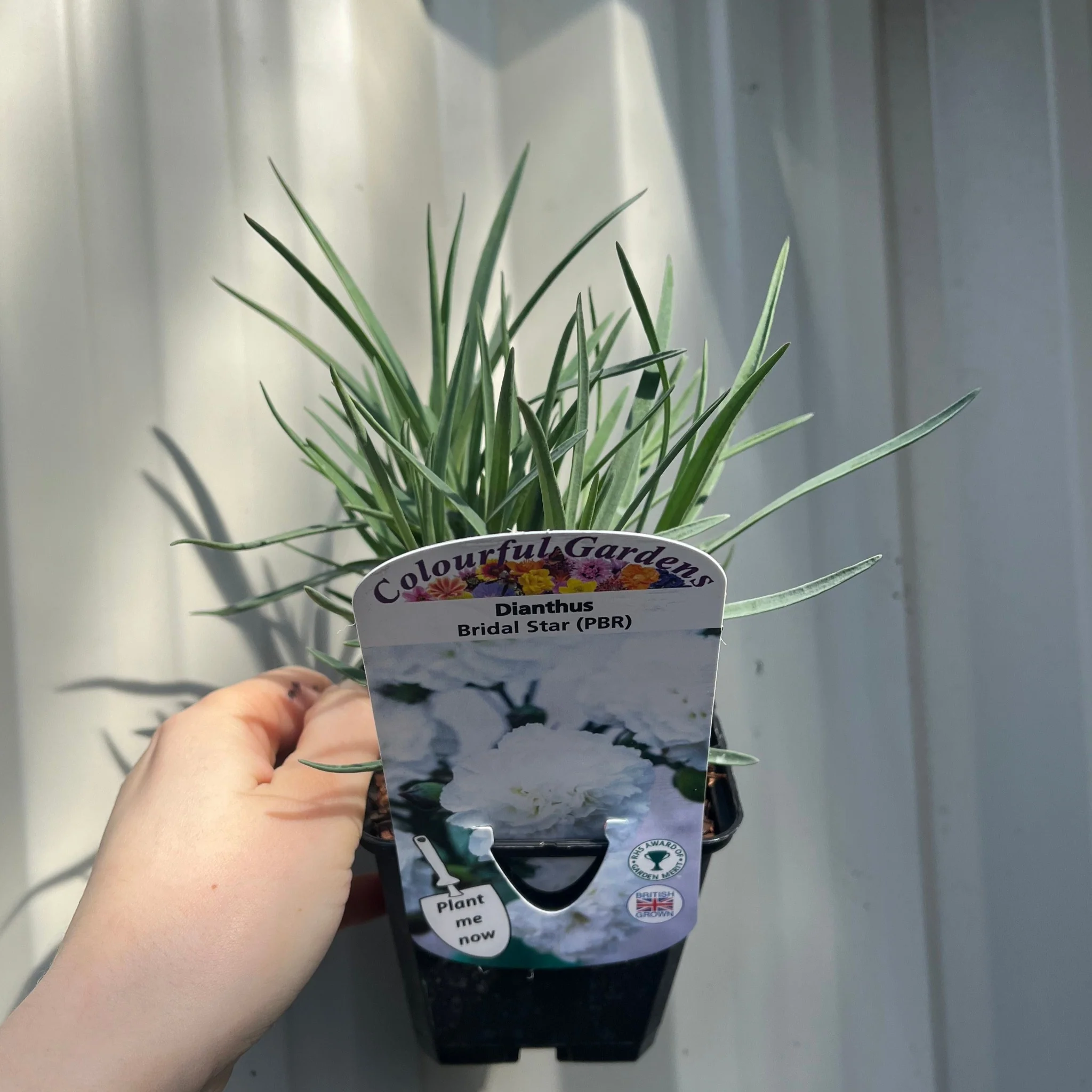 Dianthus 'Bridal Star' 9cm Pot - Image 2