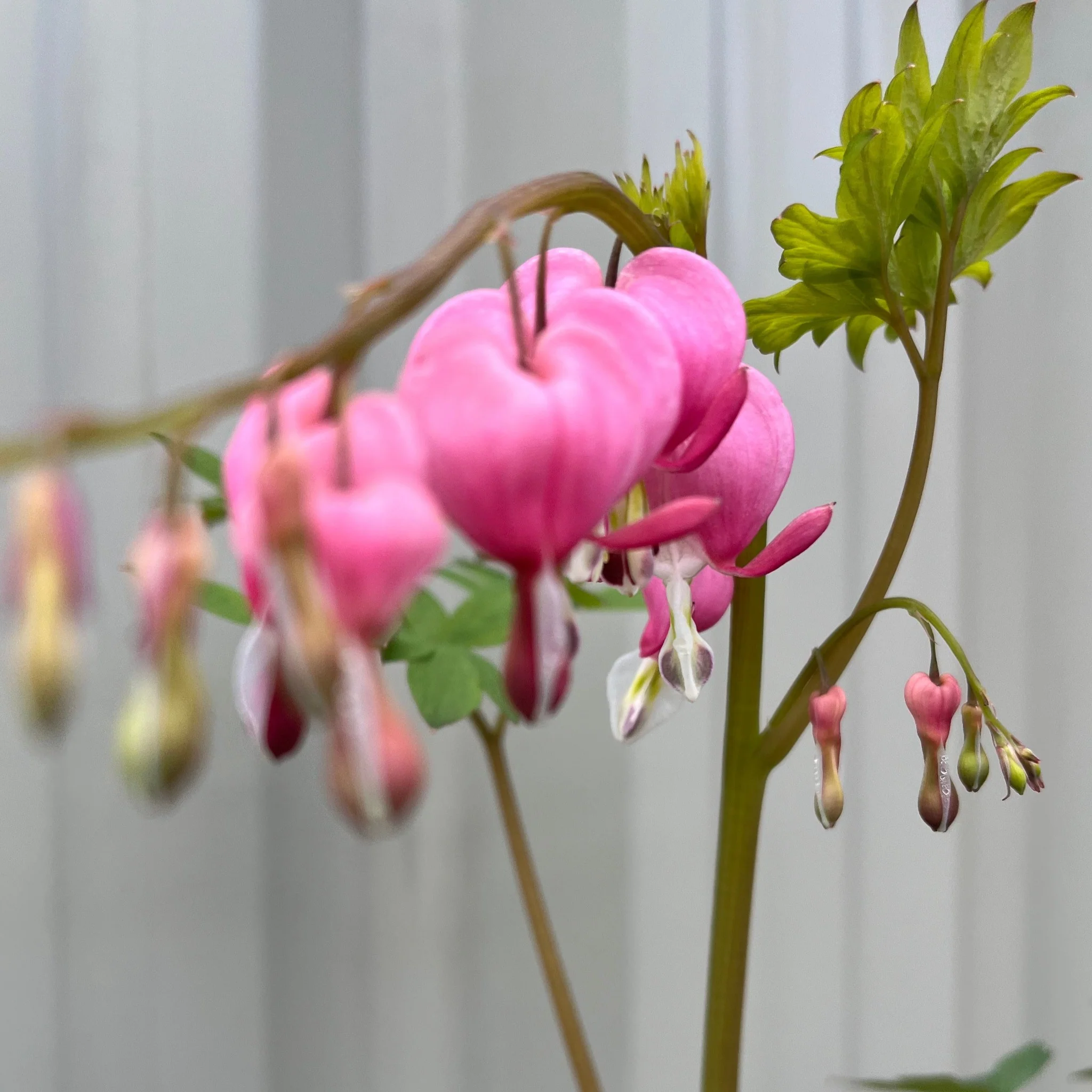 Dicentra Spectabilis 'Bleeding Heart' Pink (6cm - 2L) - Image 3