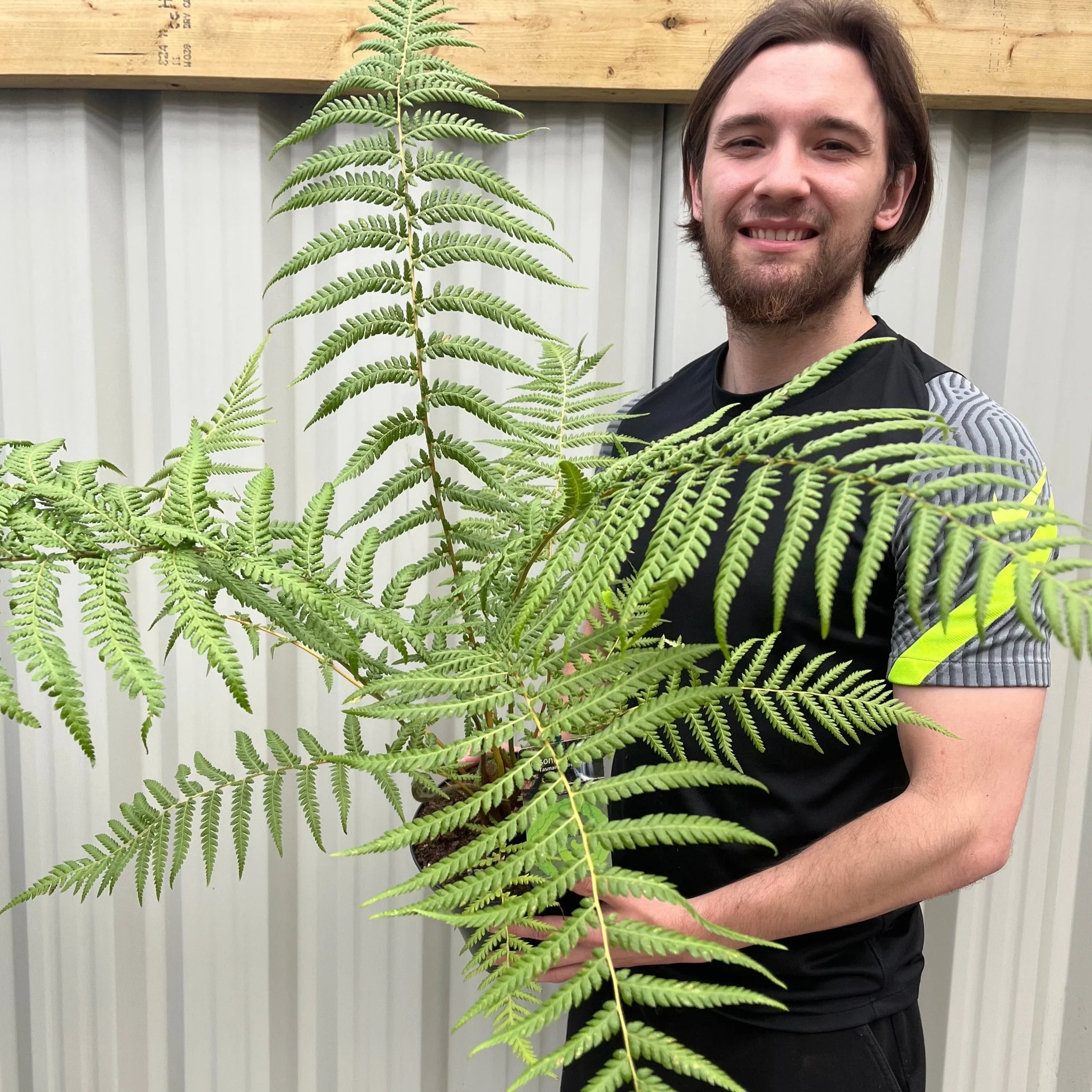 Tree Fern | Dicksonia antarctica 2L - Image 2