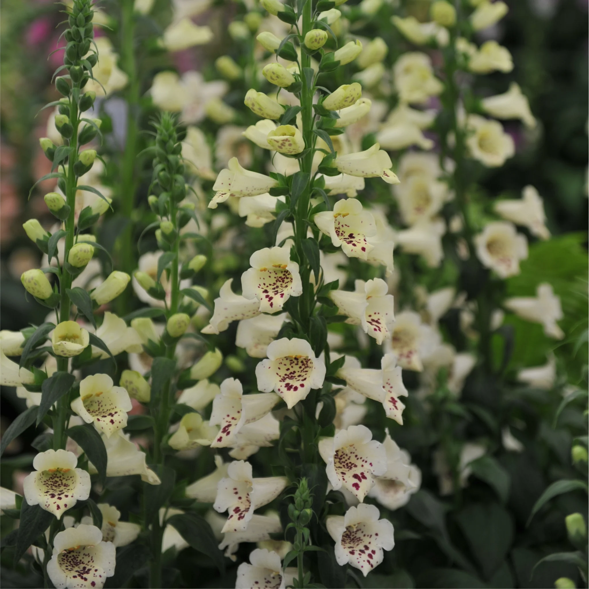 Digitalis purpurea Cream | (Foxglove) 1.5L - Image 2