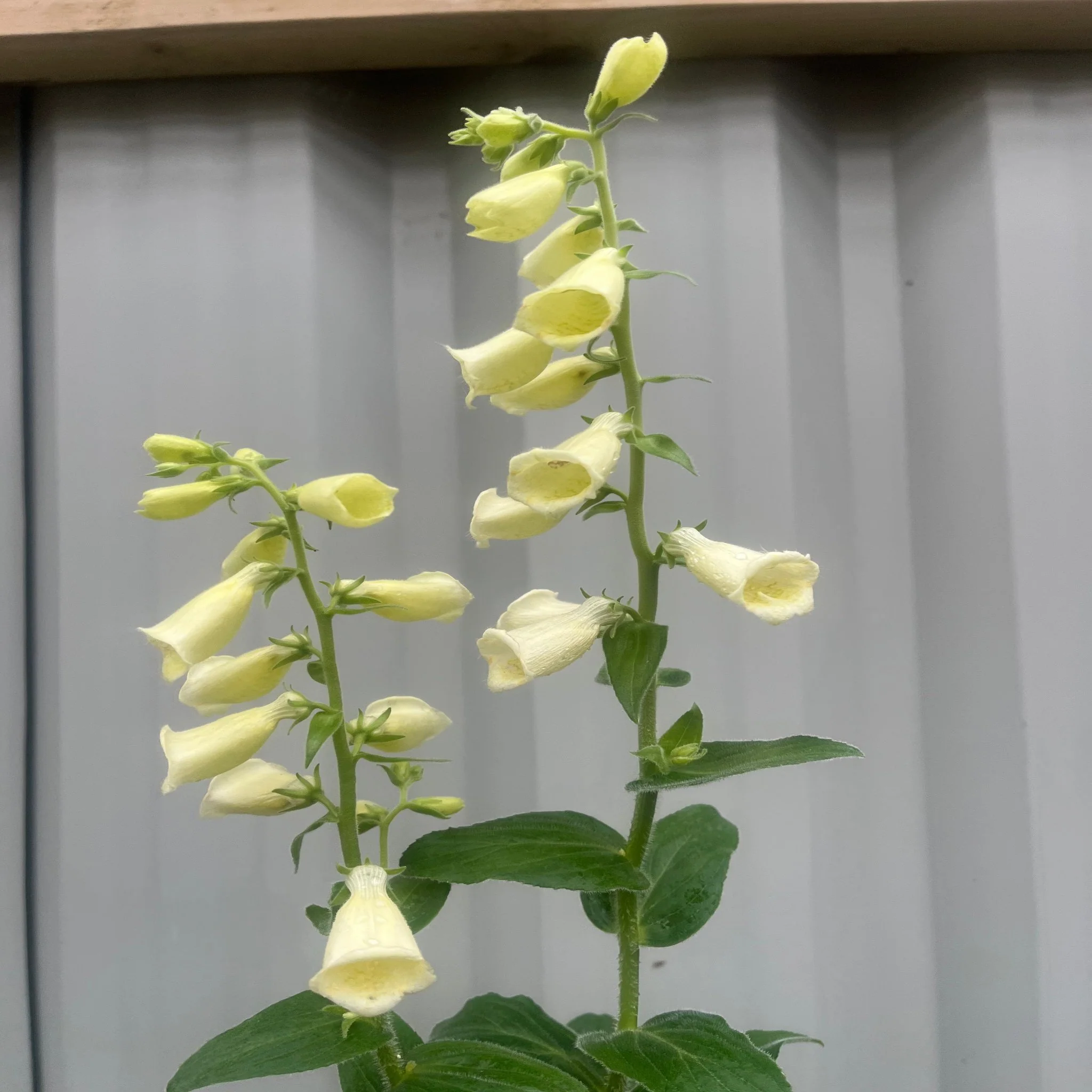Digitalis grandiflora 'Carillon' Dwarf Foxglove 9cm - Image 2