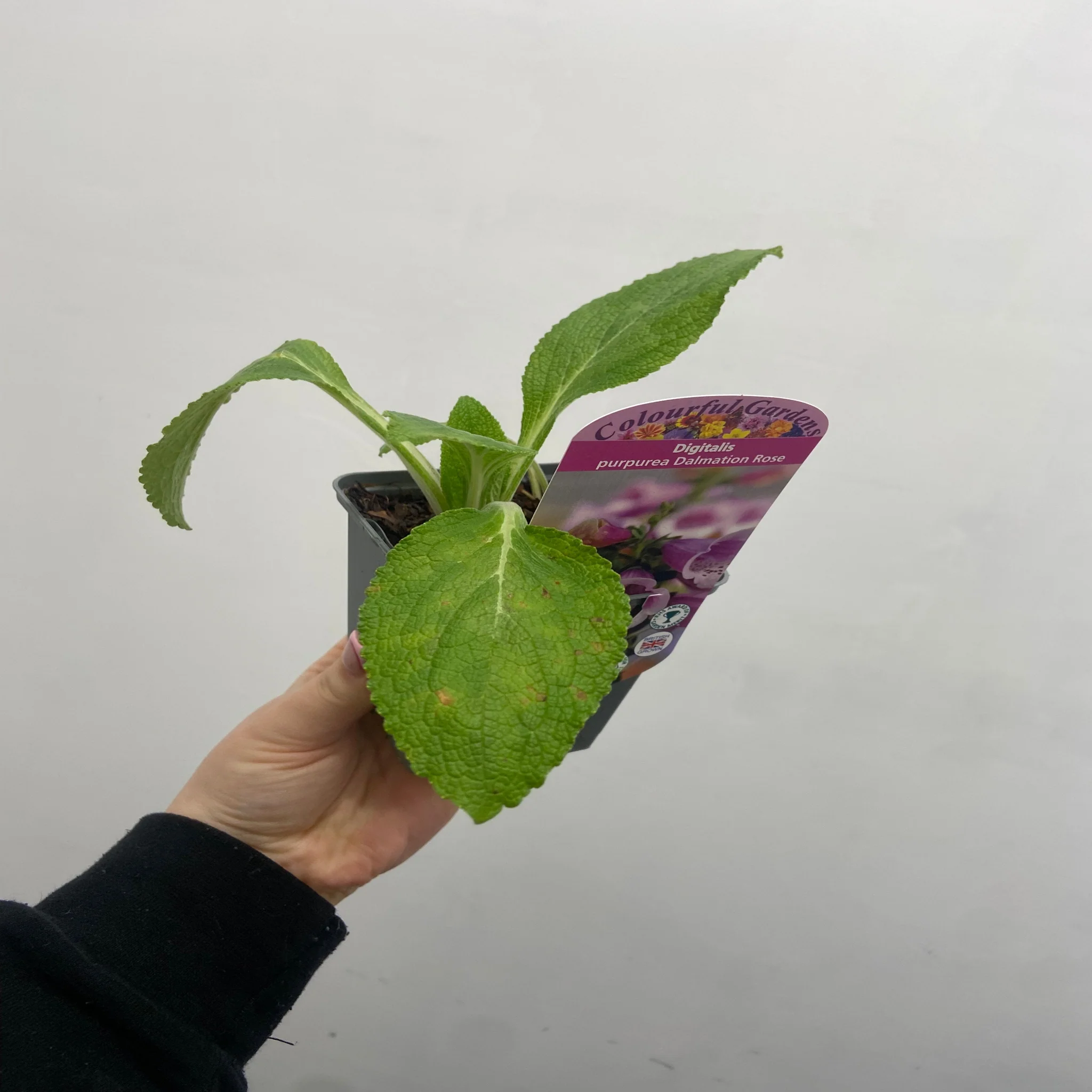 Digitalis purpurea 'Dalmation Rose' 9cm/1.5L/3L - Image 3