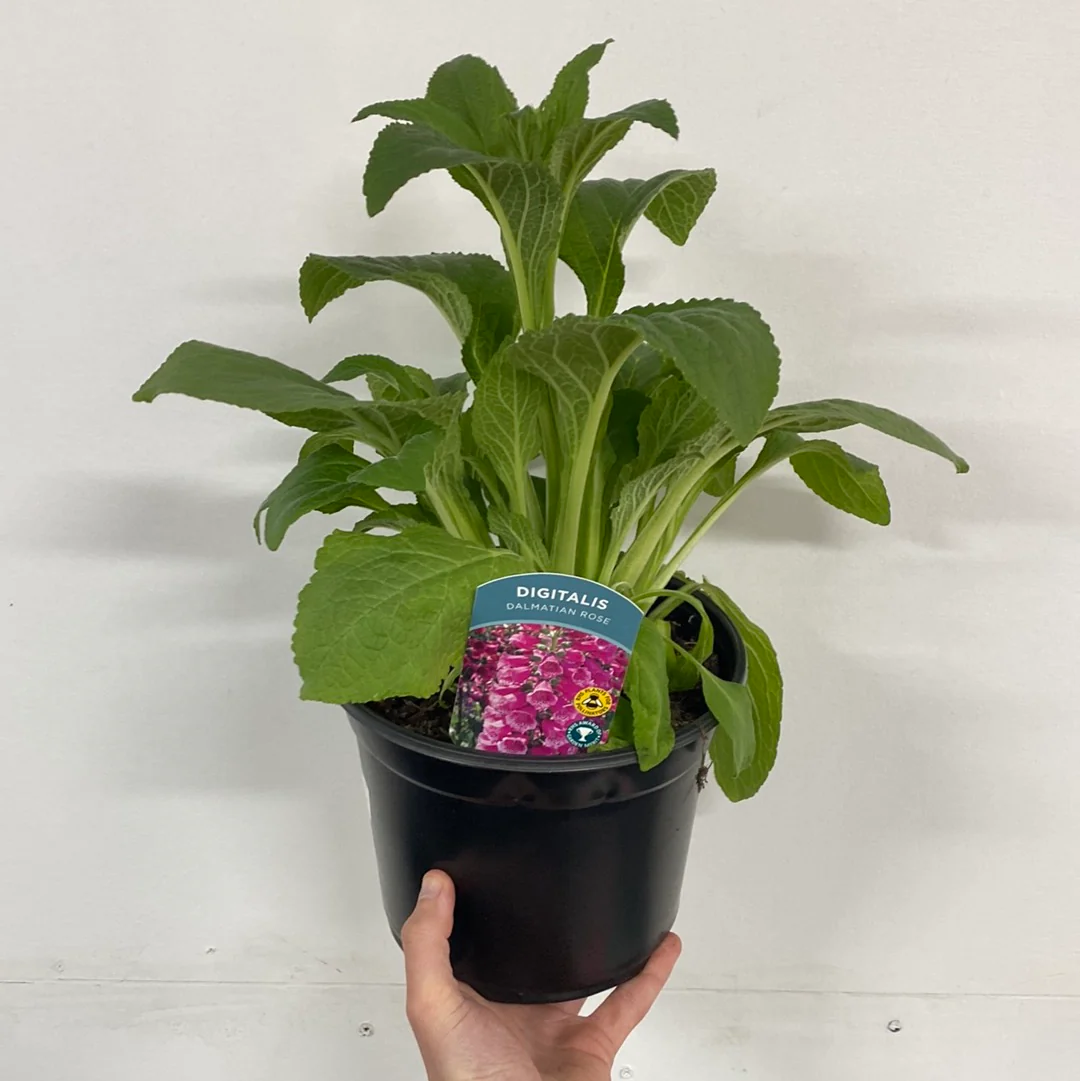 Digitalis purpurea 'Dalmation Rose' 9cm/1.5L/3L - Image 4