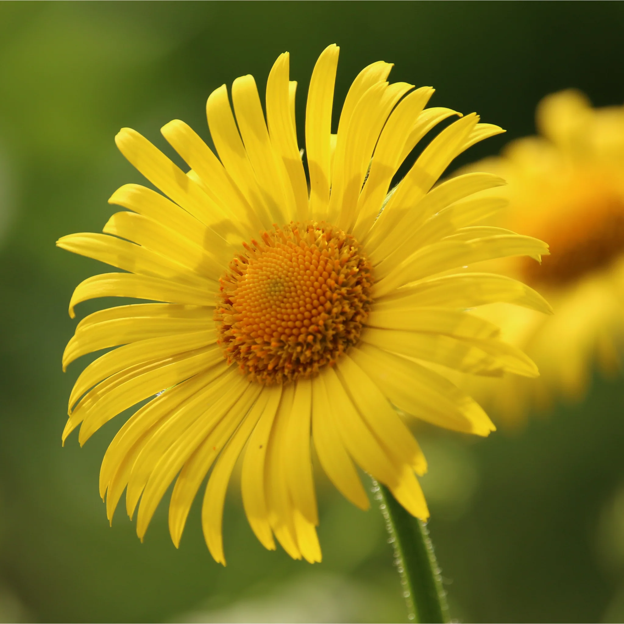 Doronicum caucasicum 'Little Leo' 2L
