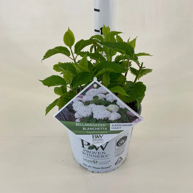 Dwarf Hydrangea arborescens BellaRagazza 'Blanchetta' 3L - Image 3