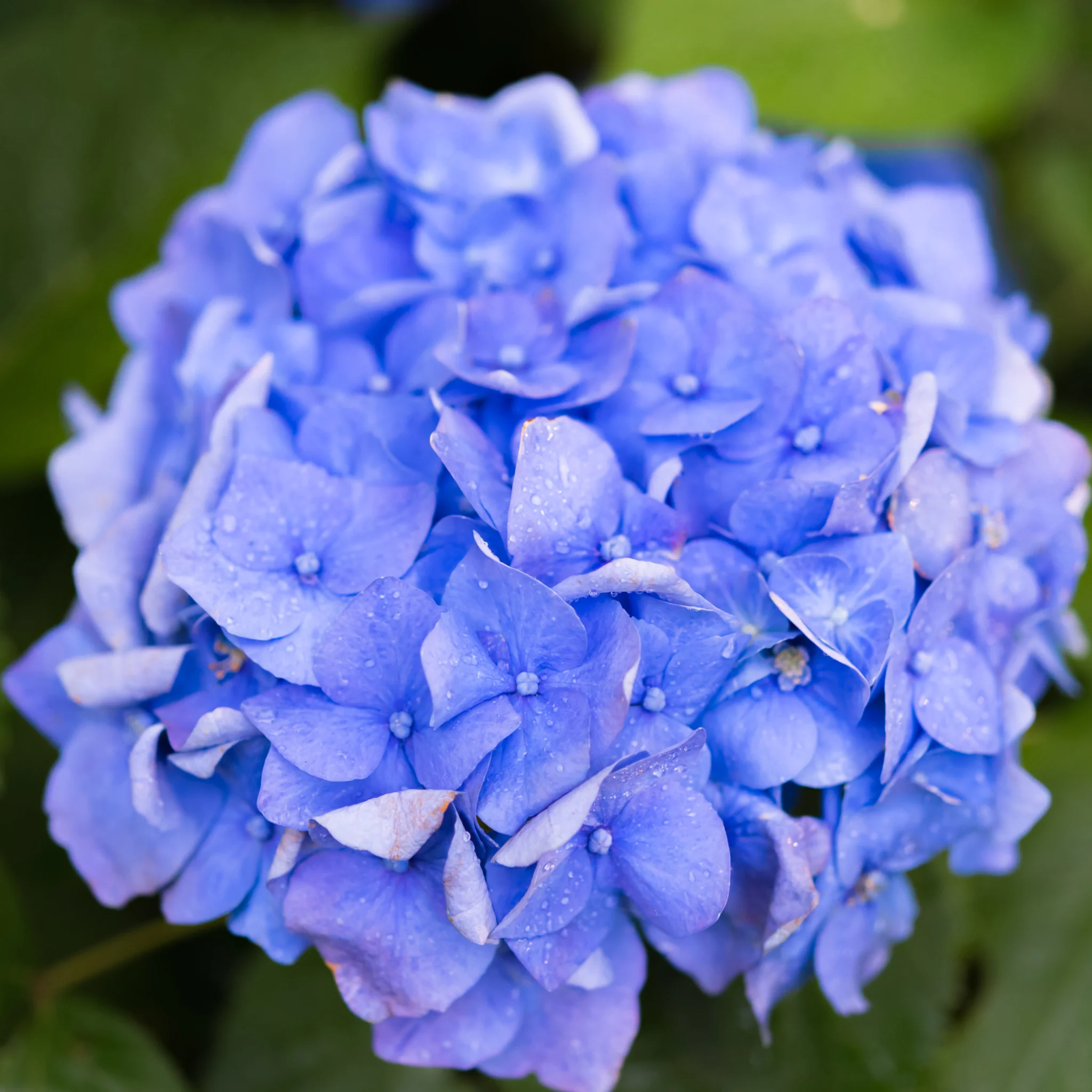 Dwarf Hydrangea | Hydrangea macrophylla 'Little Blue' 2L - Image 2