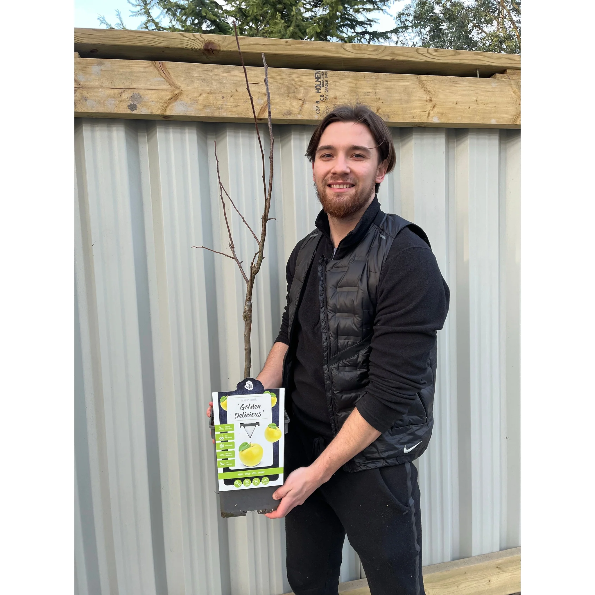 Dwarf/Patio Apple Tree - Golden delicious 1m - Image 2