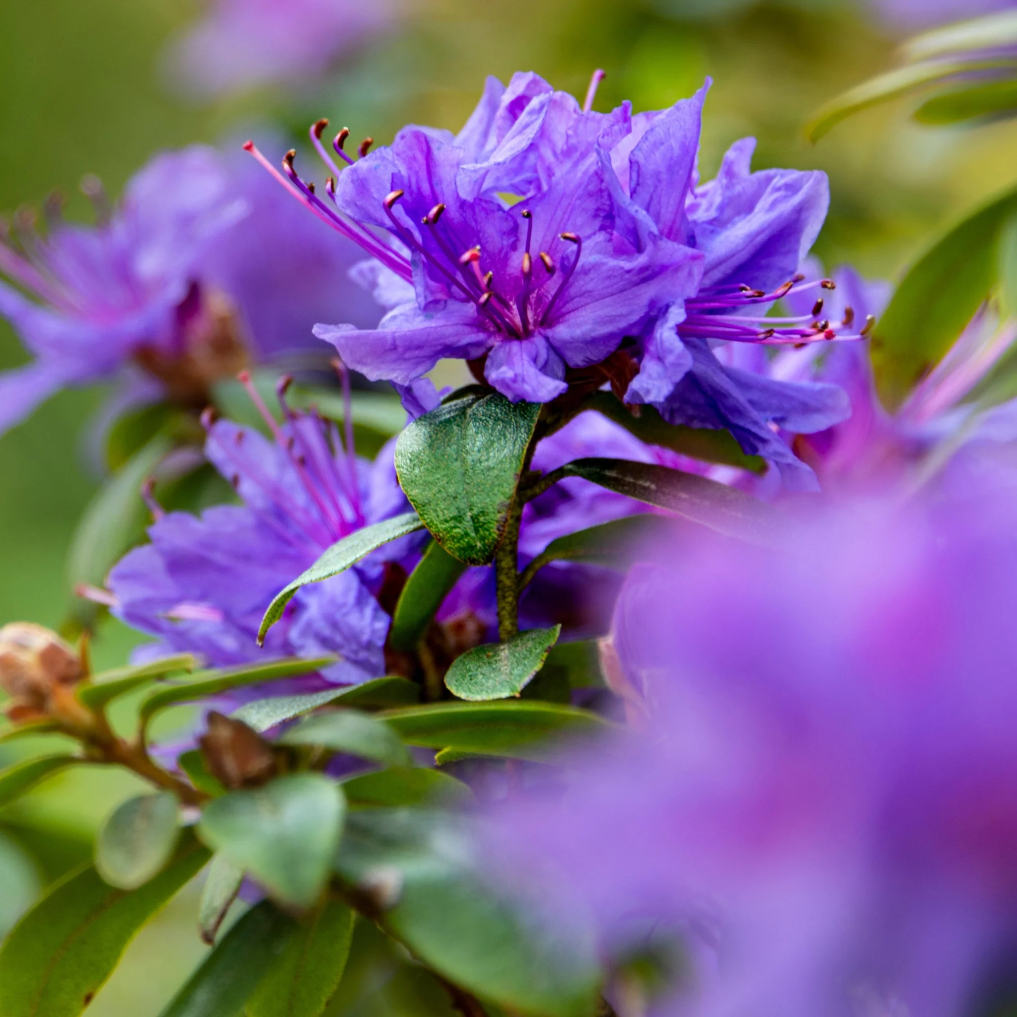 Dwarf Rhododendron 'Purple Pillow' 1L - Image 2