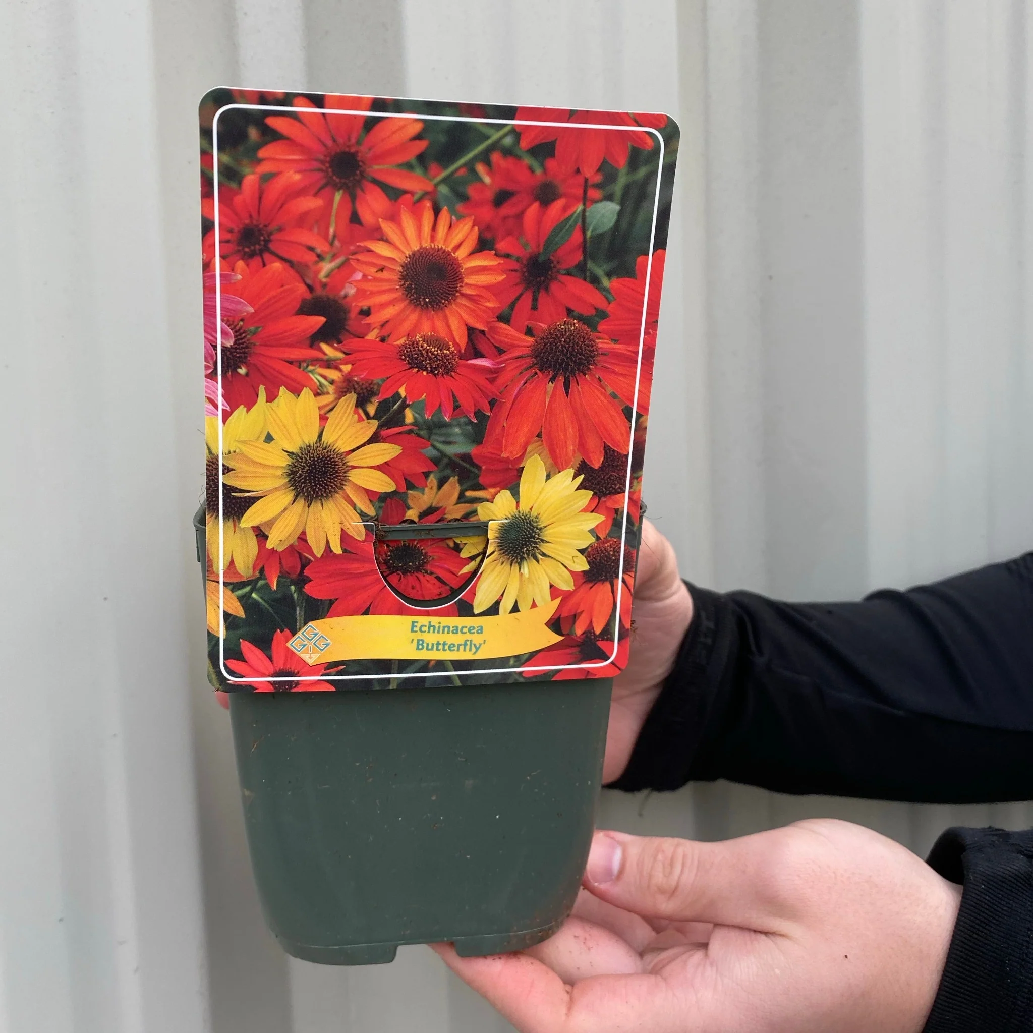 Echinacea purpurea 'Butterfly' 1.5L - Image 3