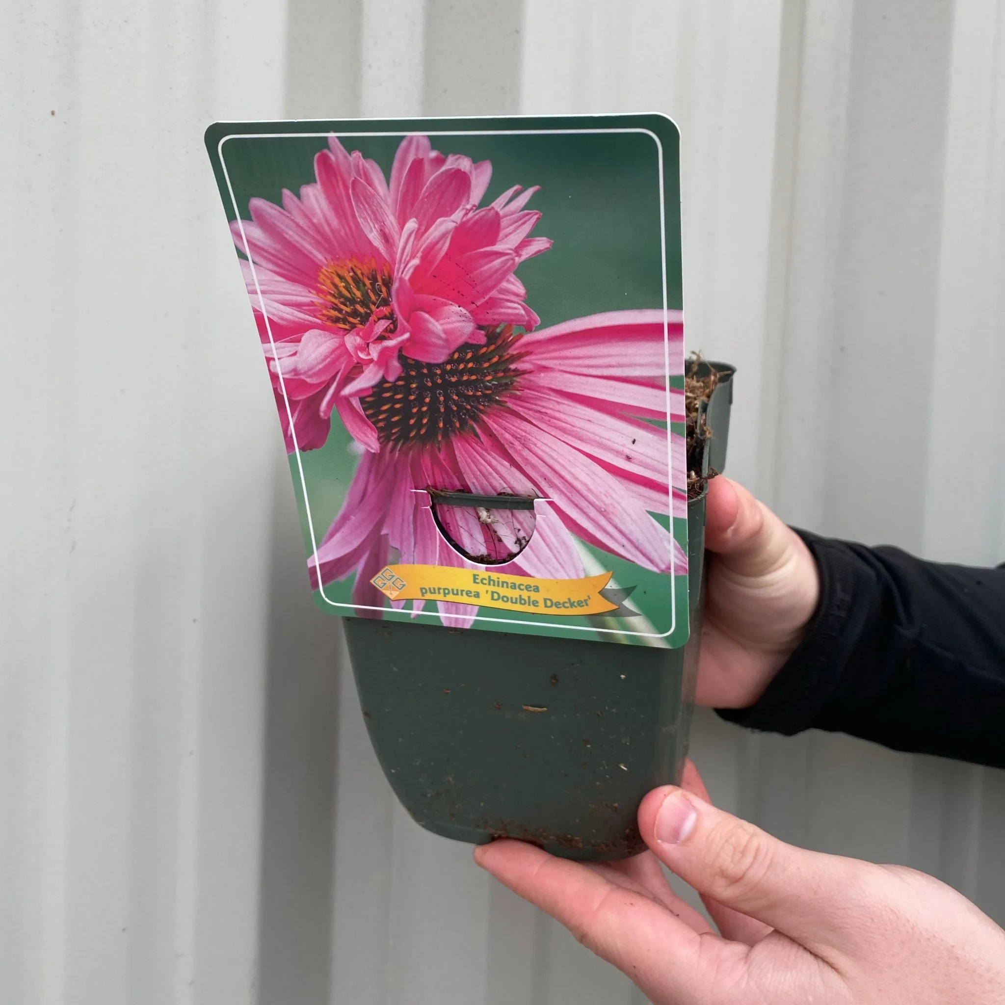 Echinacea purpurea 'Double Decker' 9cm Pot - Image 3