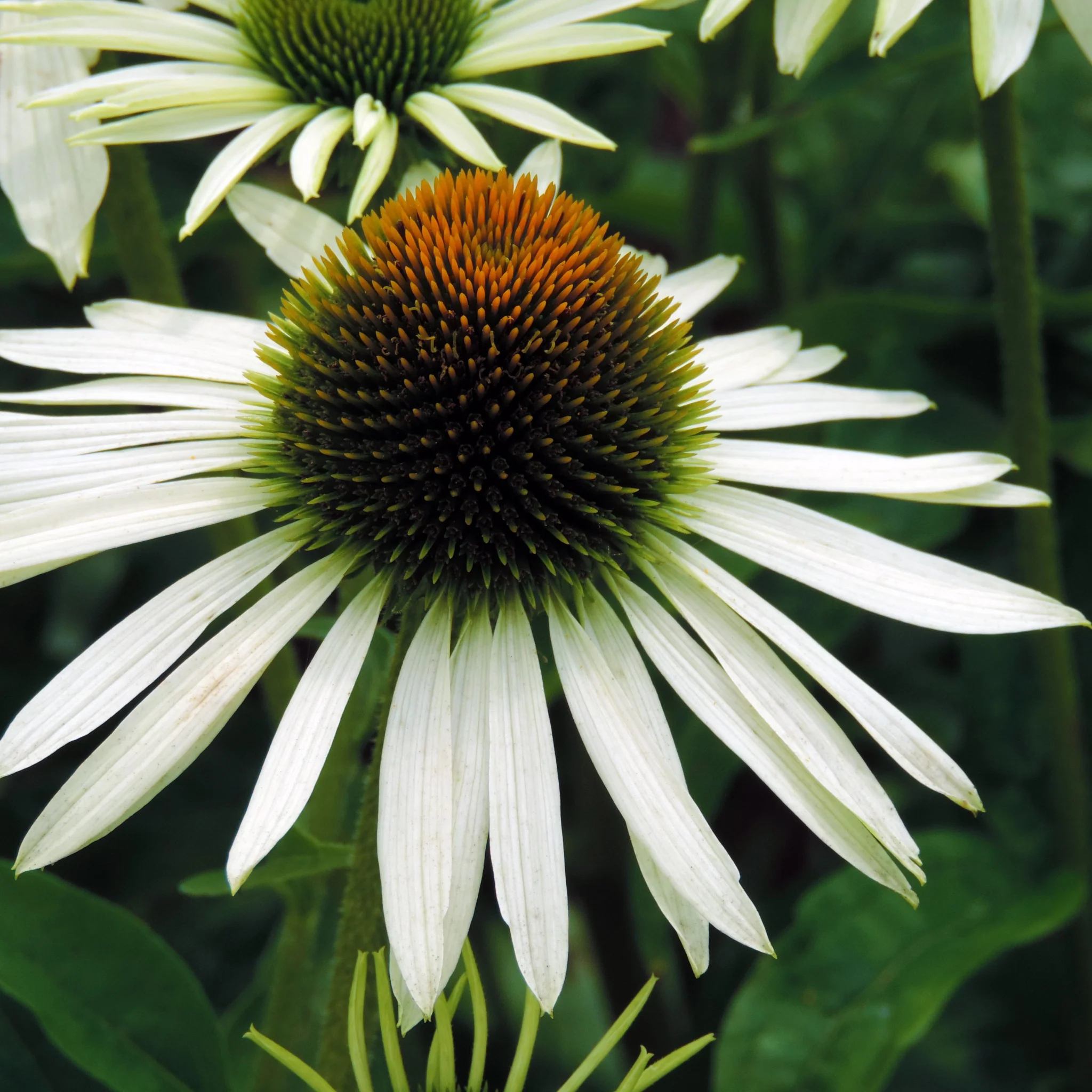 Echinacea purpurea 'White Swan' 9cm / 2L