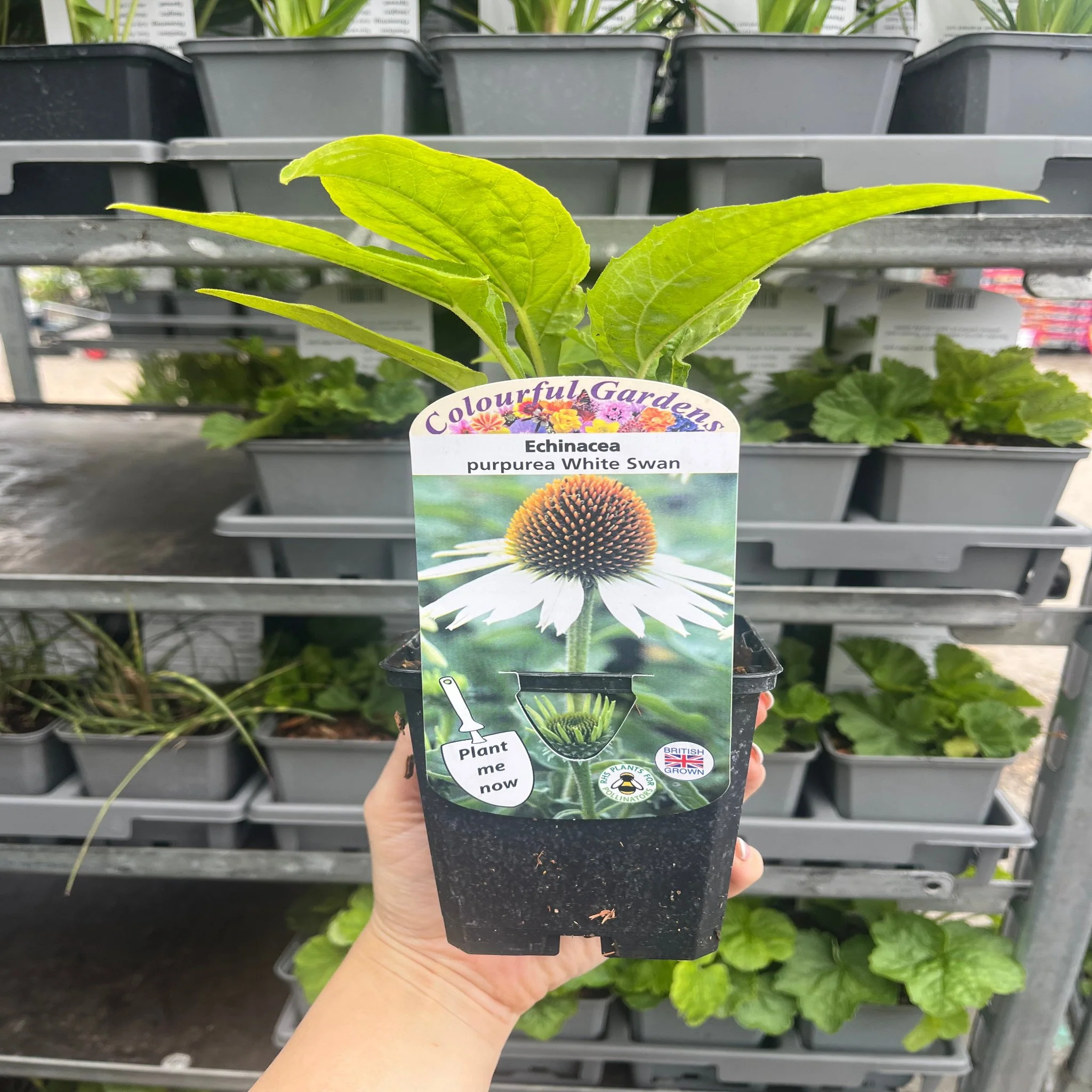 Echinacea purpurea 'White Swan' 9cm / 2L - Image 3