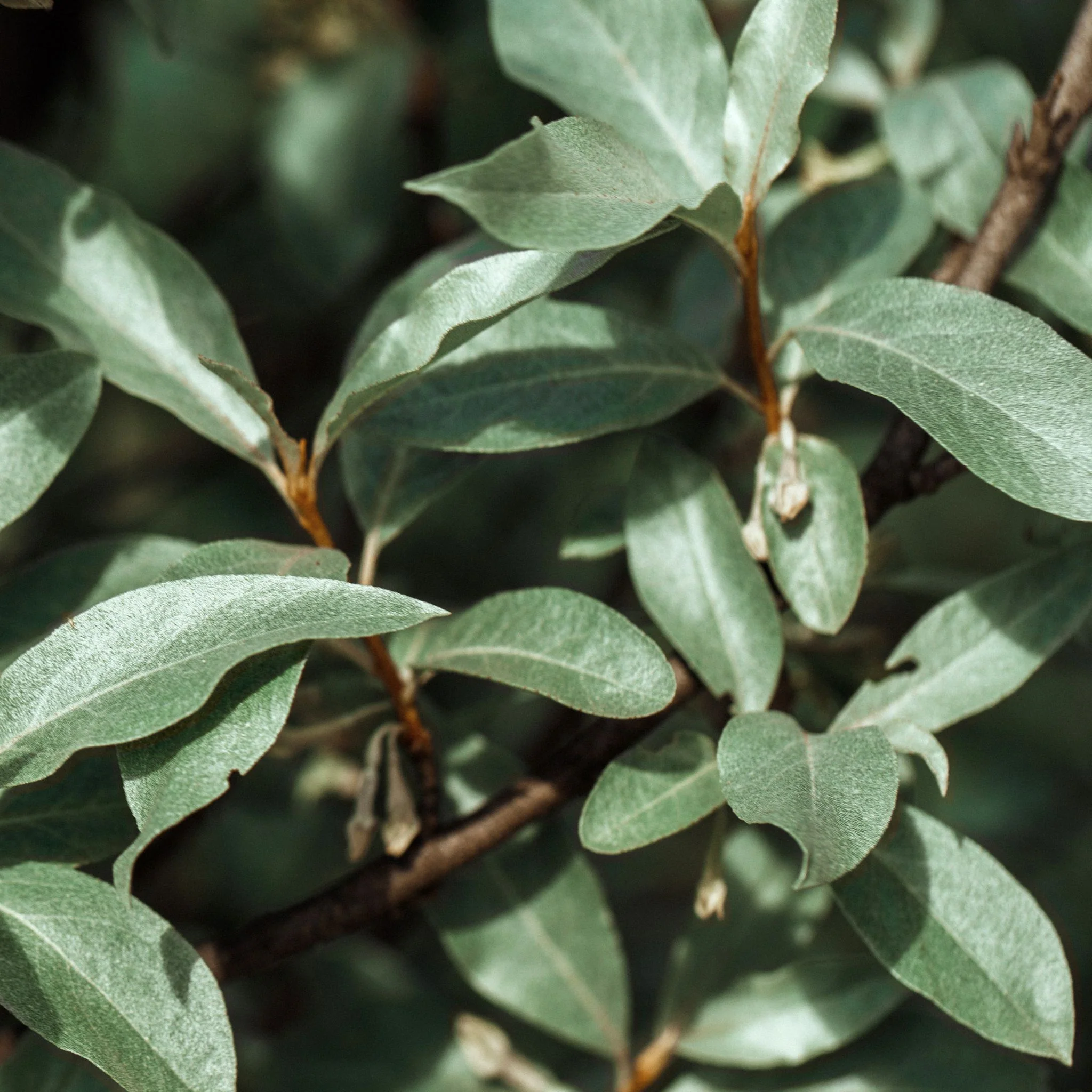 Elaeagnus x ebbingei Compacta (Multibuy Offers Available) - Image 4