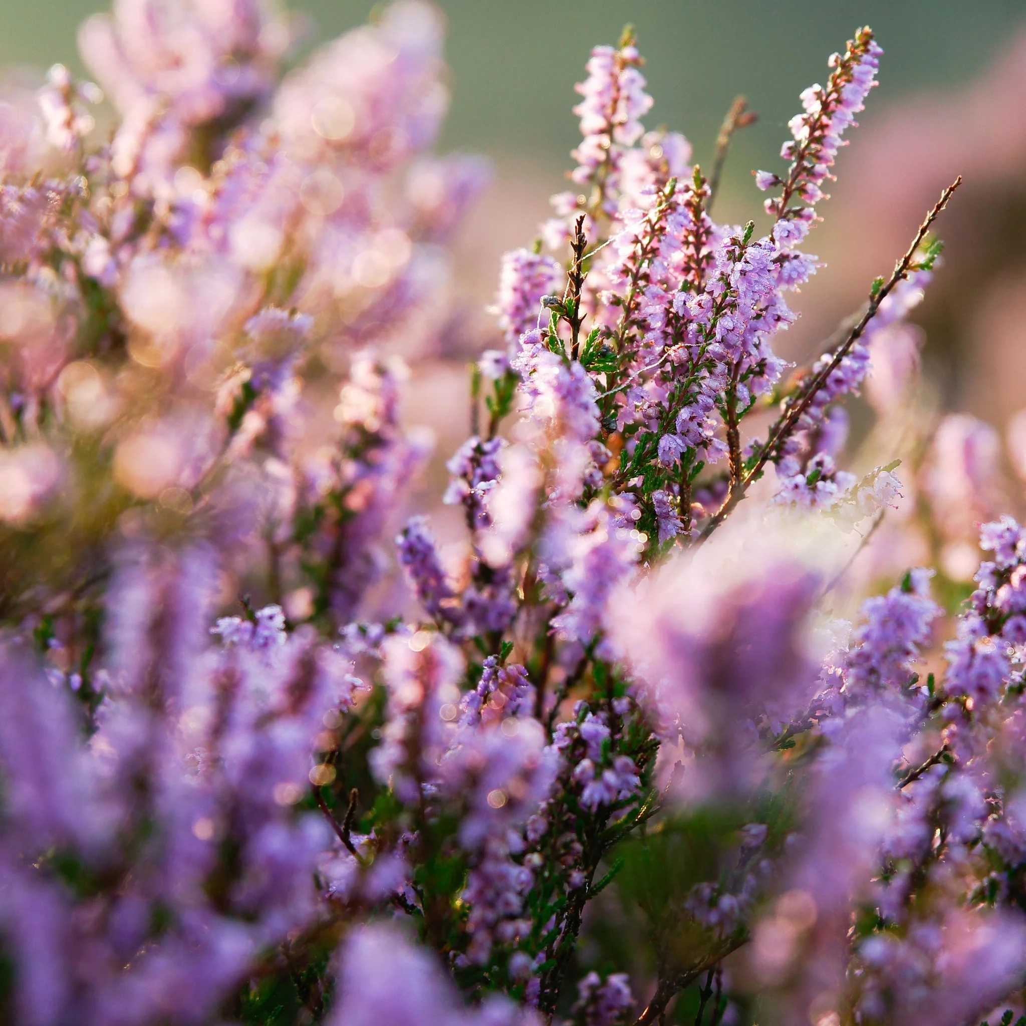 Erica Heather Pink (9cm Pot) - Image 2