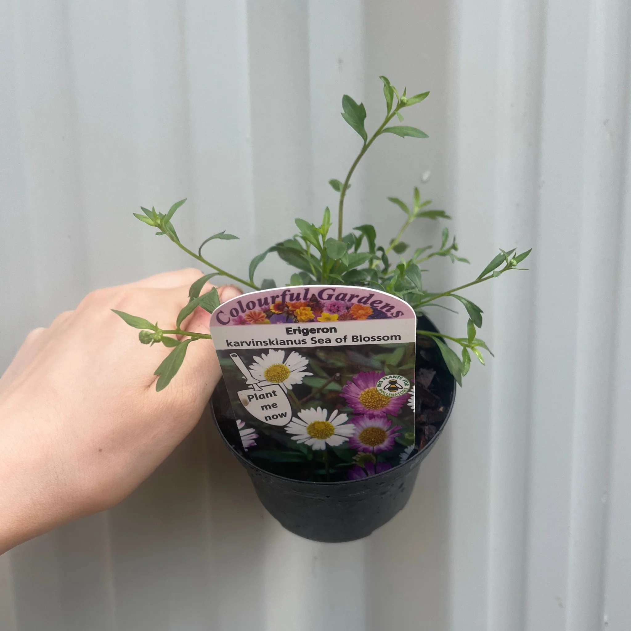 Erigeron karvinskianus 'Sea of Blossom' 9cm - Image 2