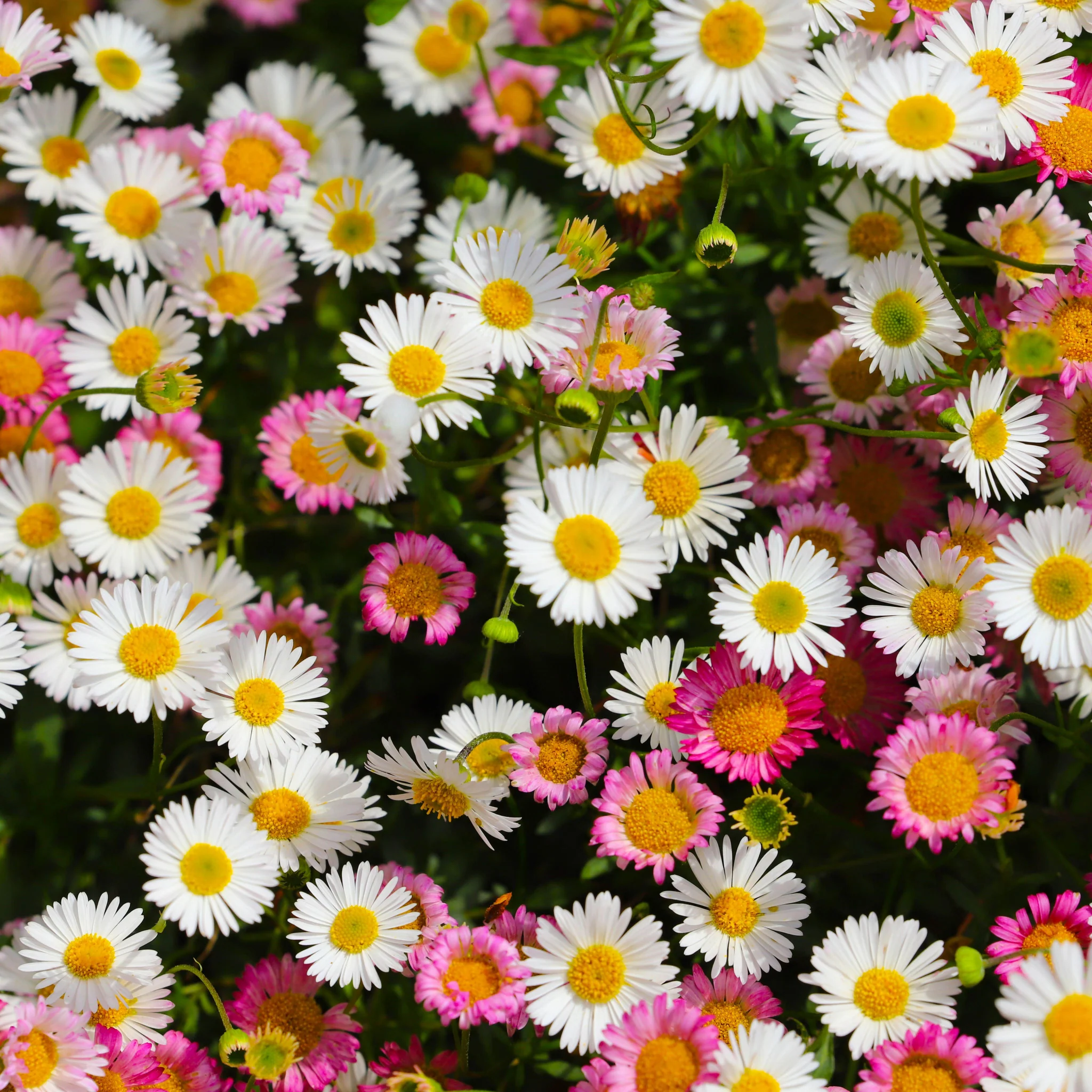 Erigeron karvinskianus (Young Perennial) PRE ORDER Dispatch June