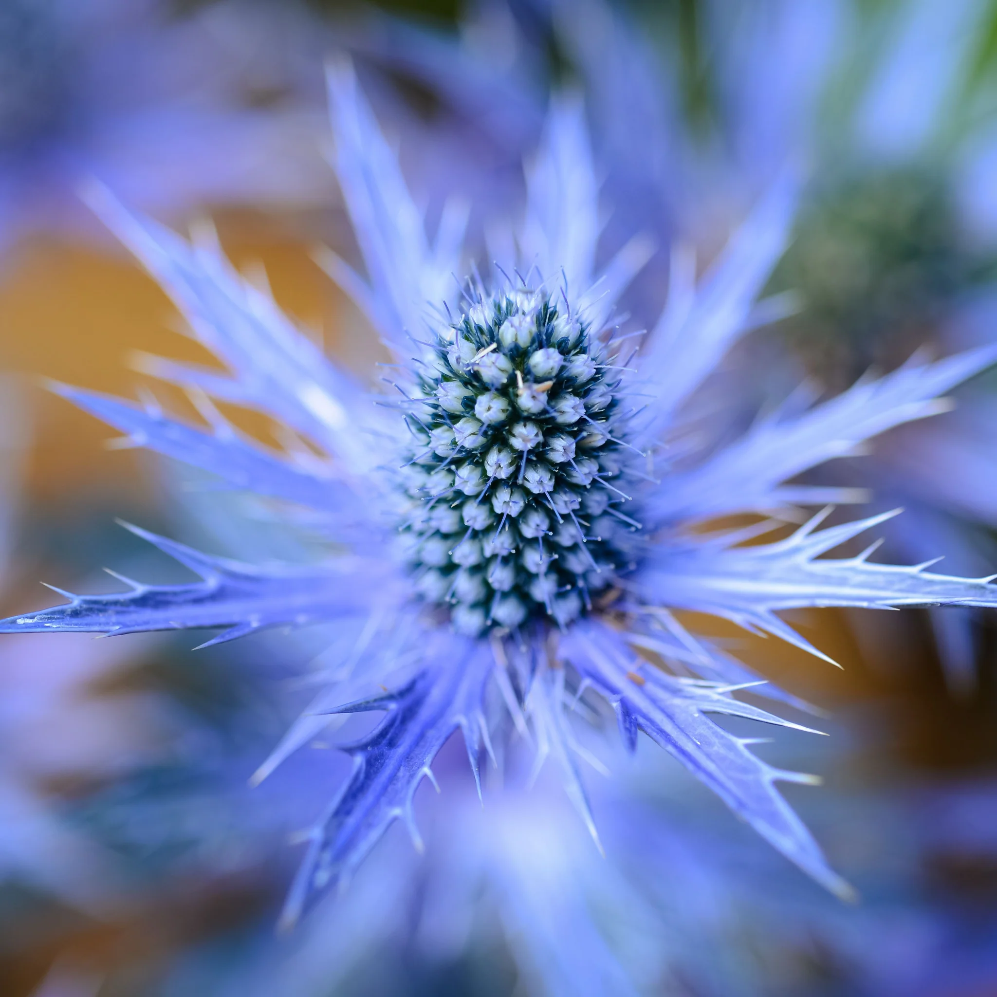 Eryngium x zabelii Jos Eijking (9cm Pot) - Image 2