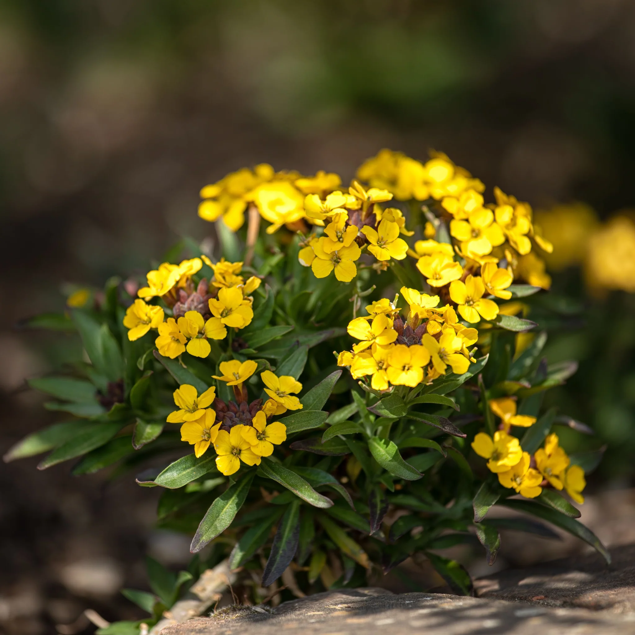 Erysimum linifolium 'Erysistible Yellow' 9cm