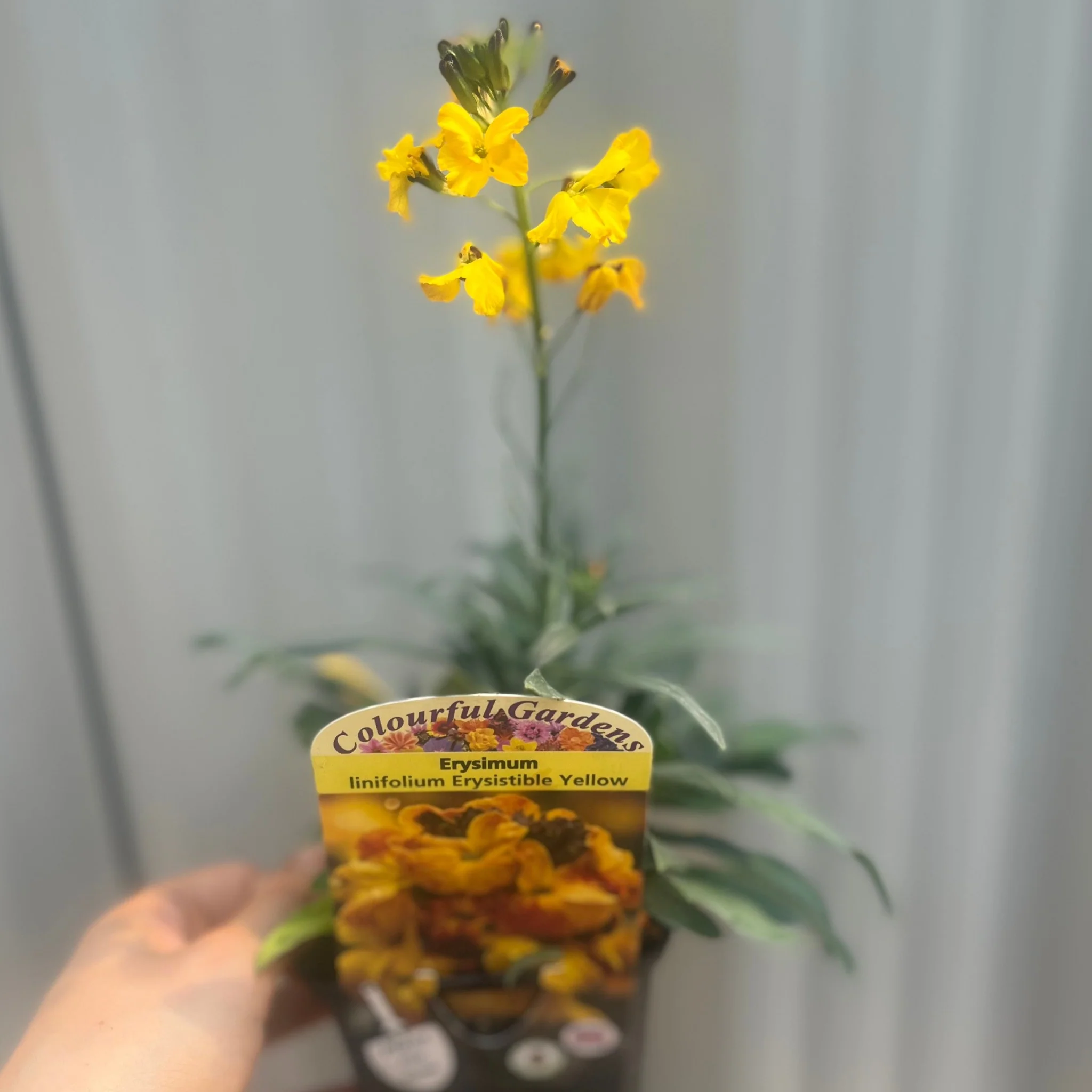 Erysimum linifolium 'Erysistible Yellow' 9cm - Image 2