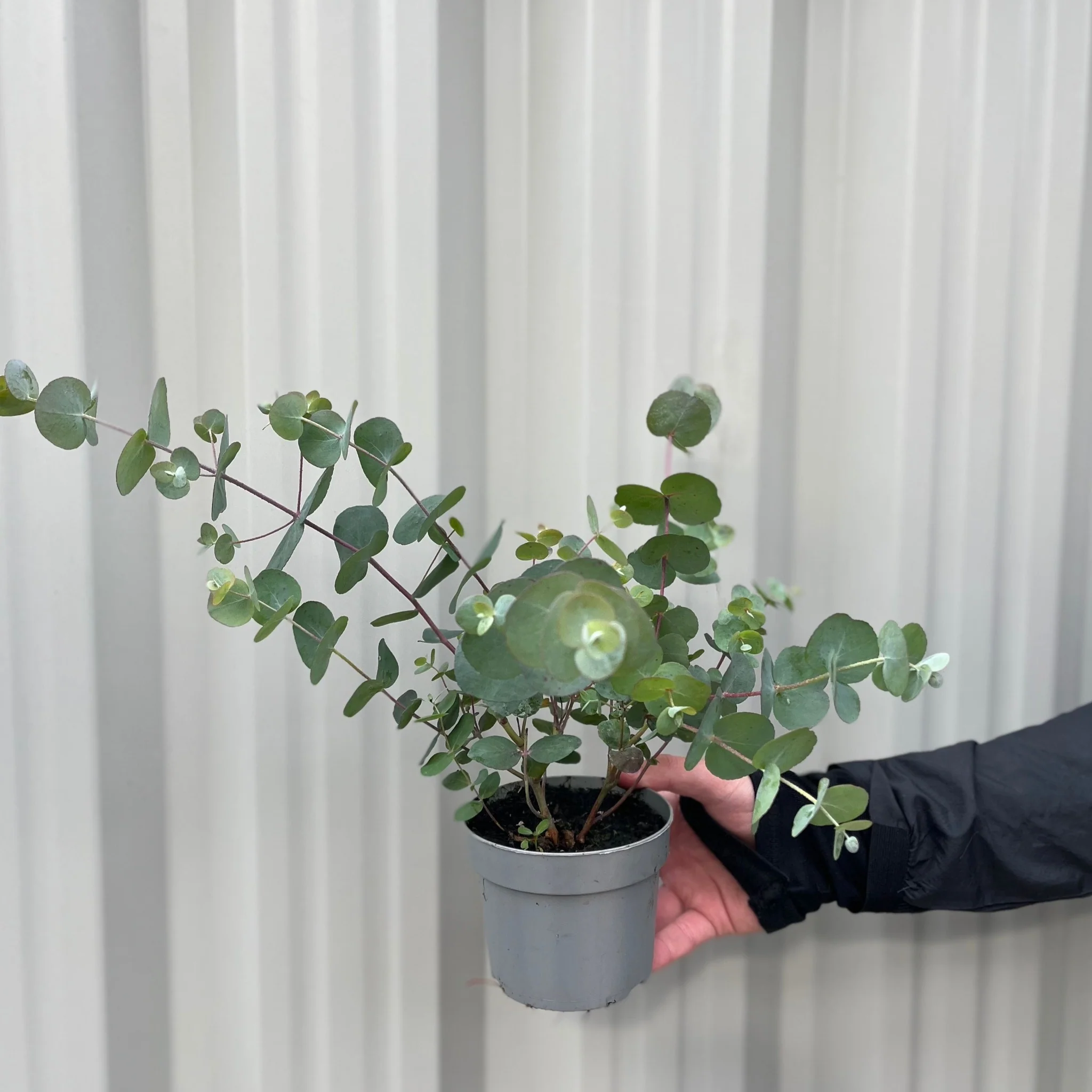 Eucalyptus gunnii Louis 9cm-3L - Image 3